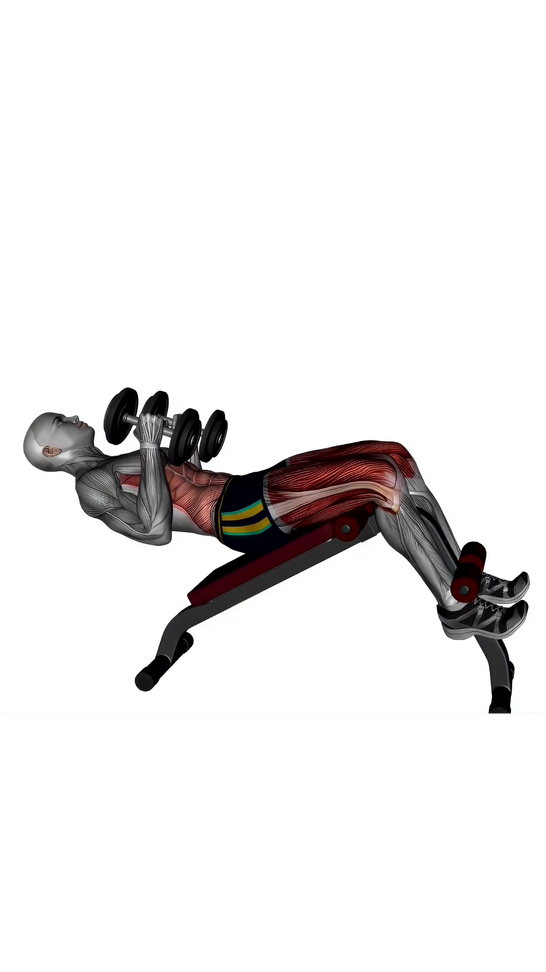 Decline Bench Oblique Crunches Dumbbells