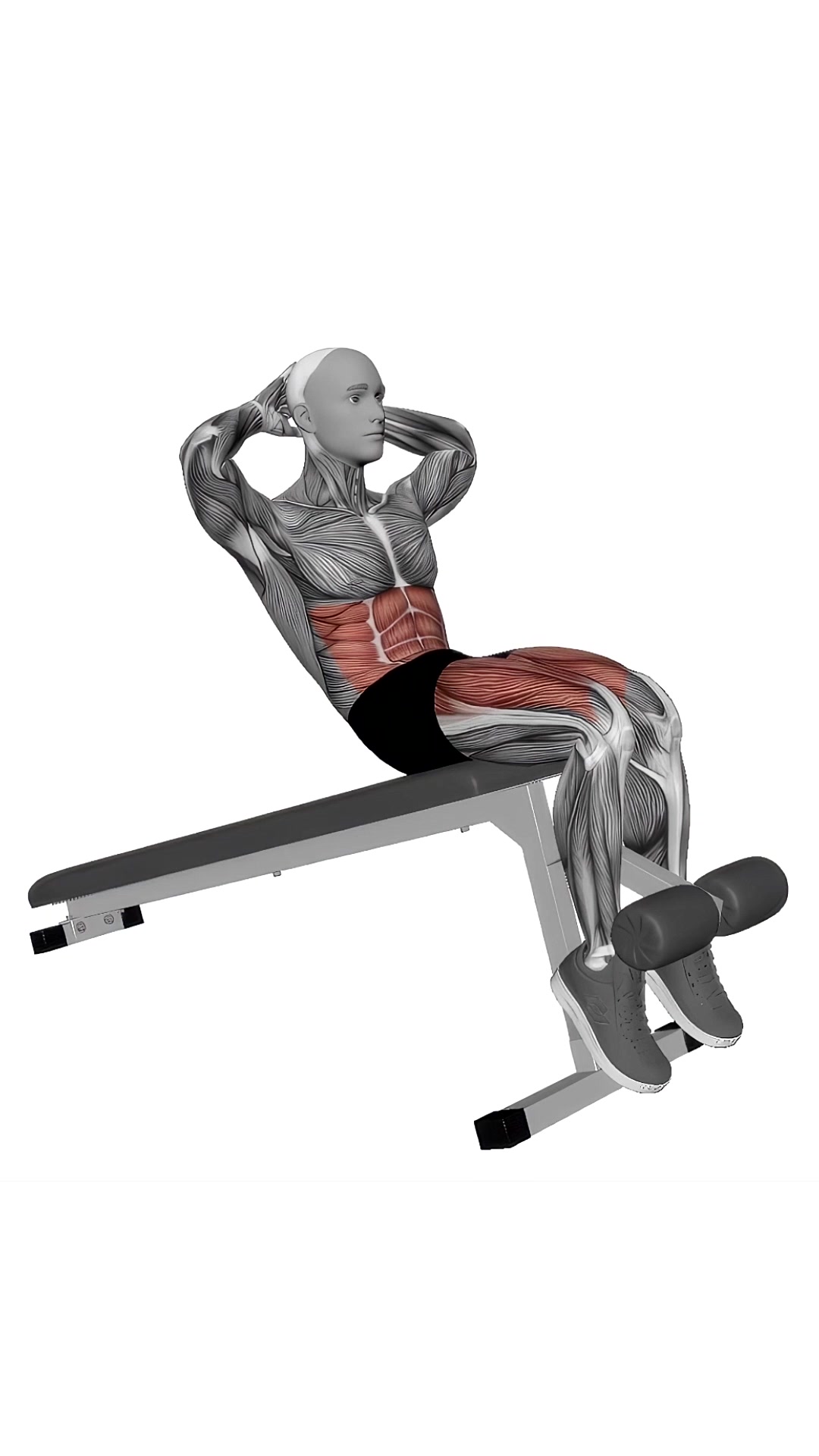 Decline Sit Up