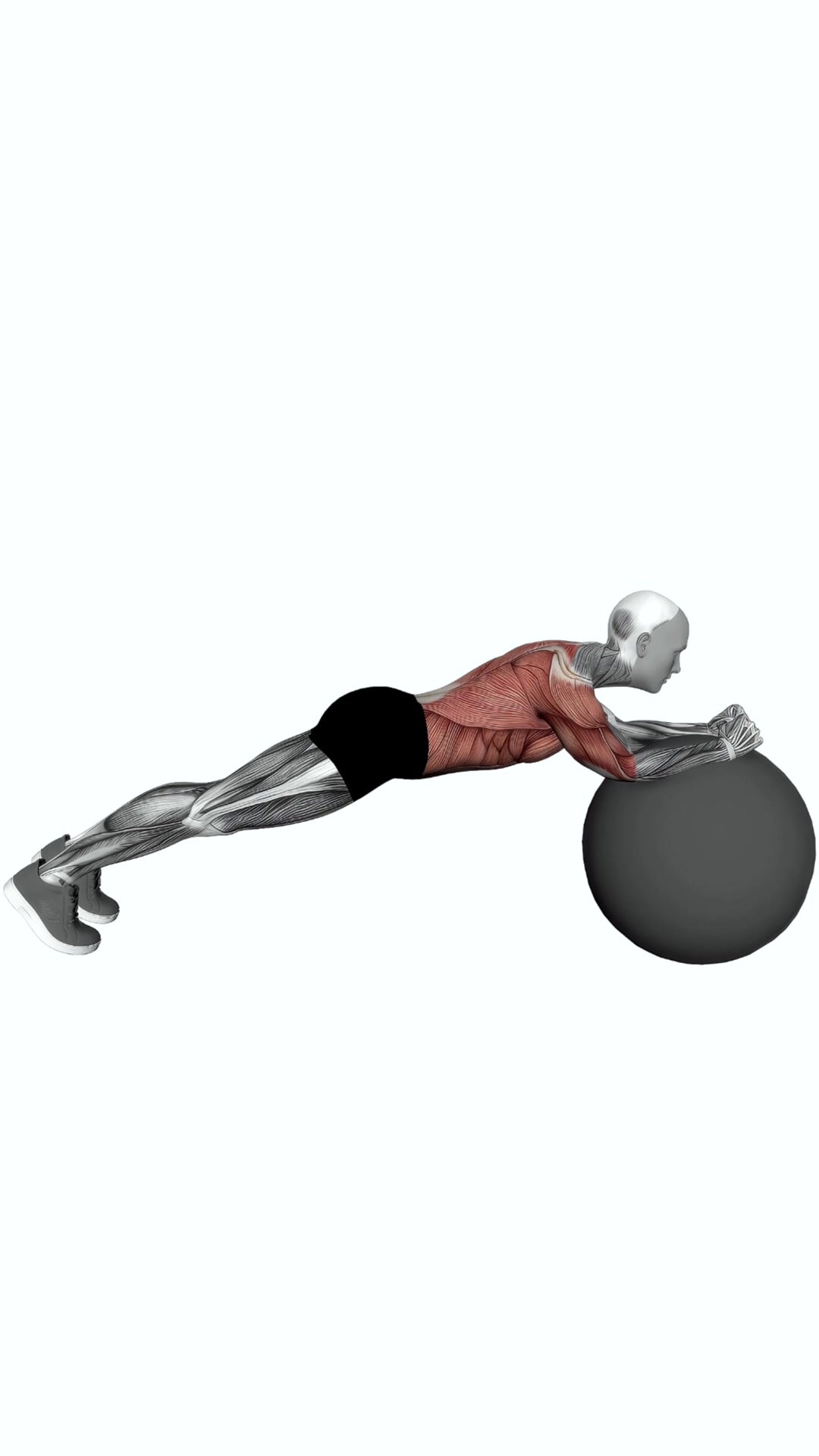 Exercise Ball Body Saw
