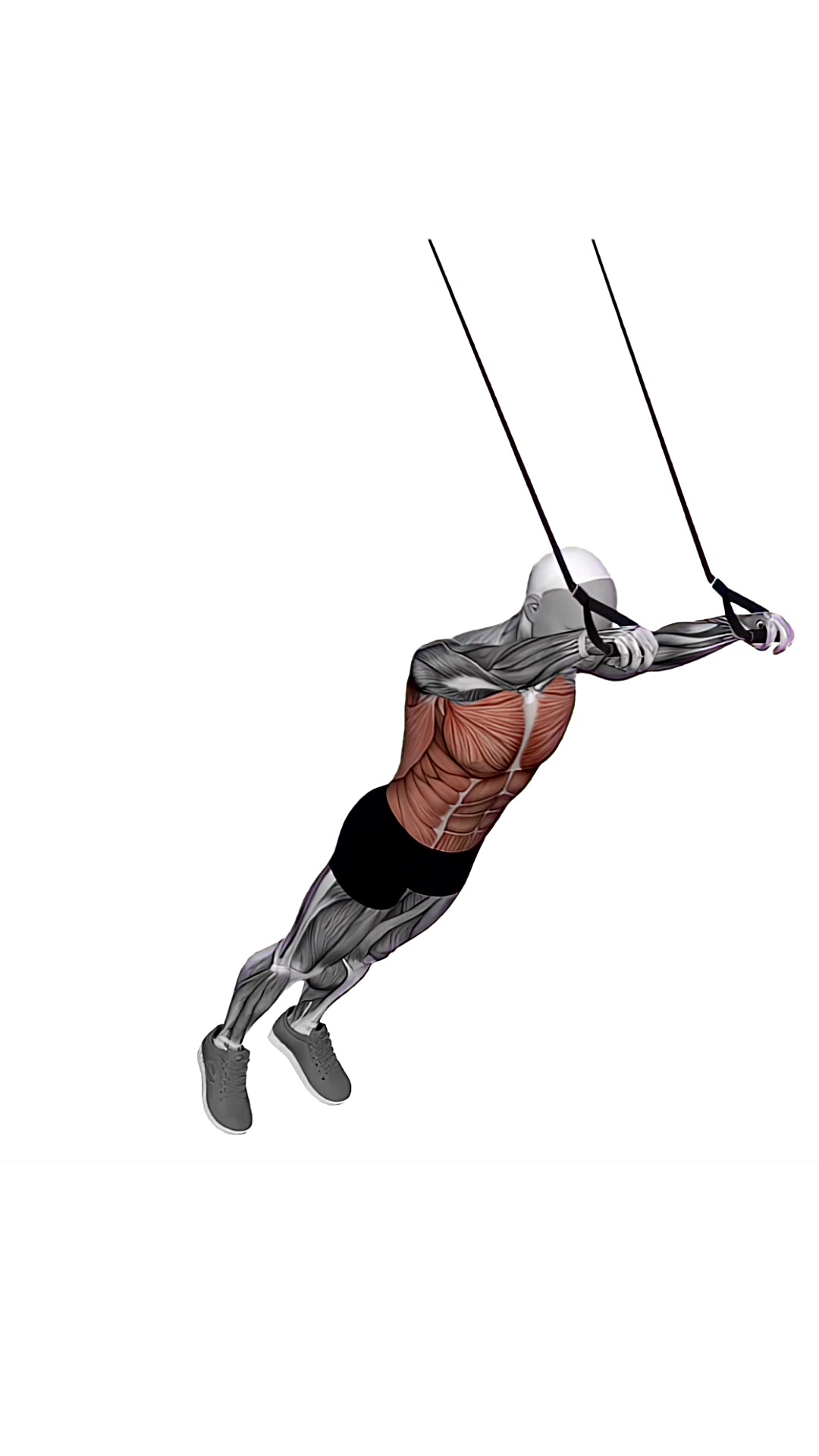 Suspension Trainer With Grips Abdominal Fallout