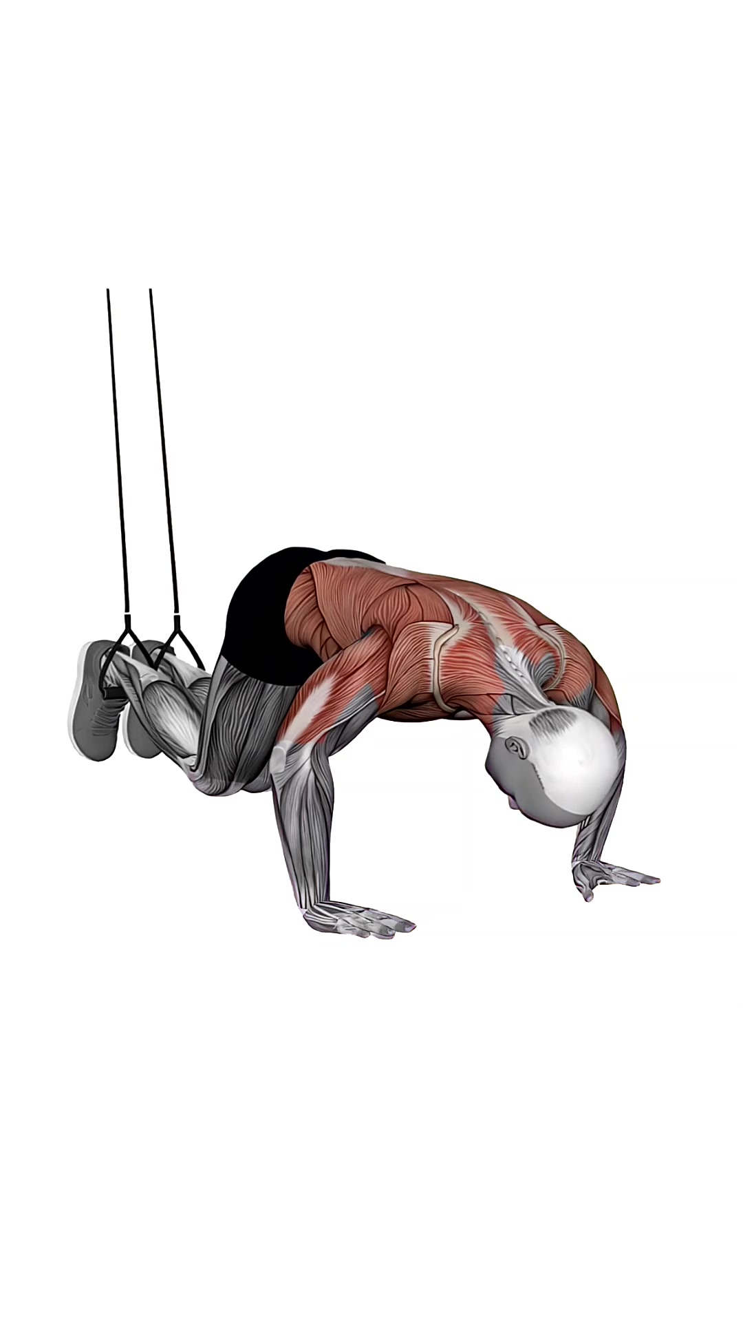 Suspension Trainer With Grips Reverse Ab Rollout