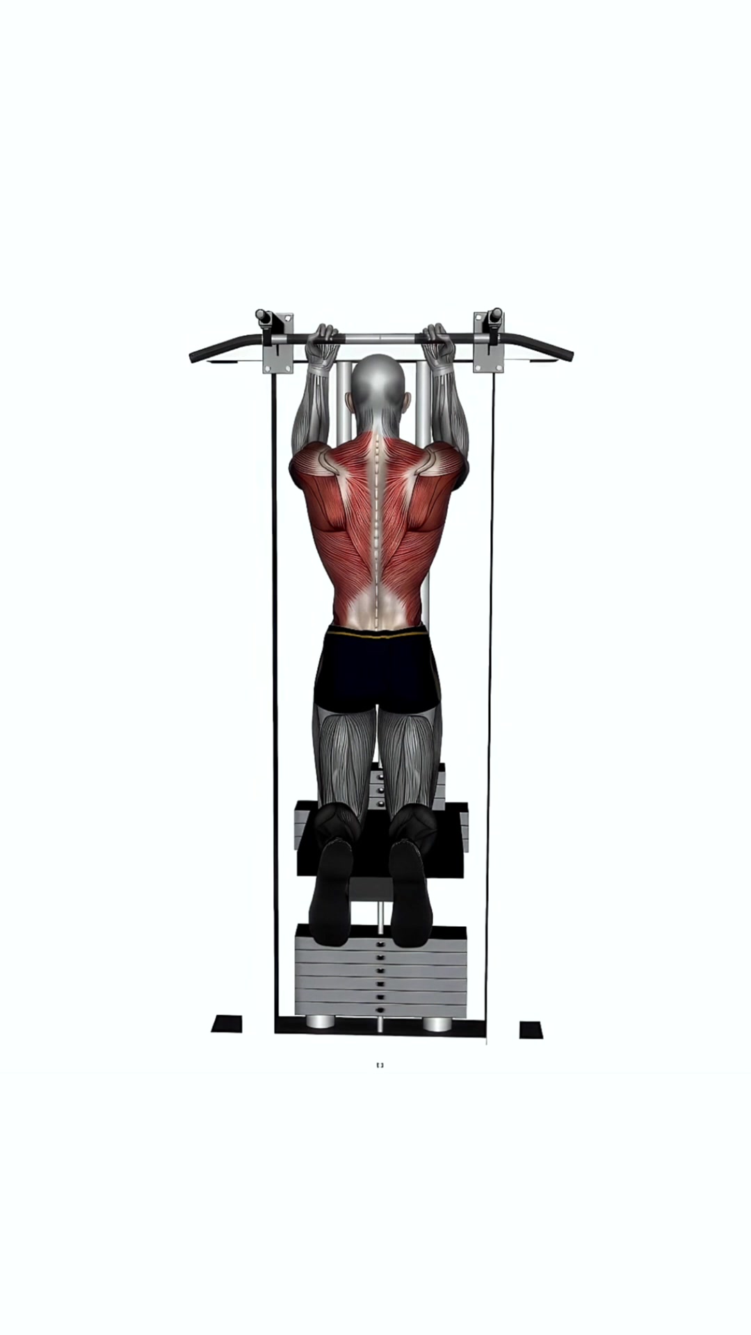 Assisted Chin Up Normal Width Reverse Grip
