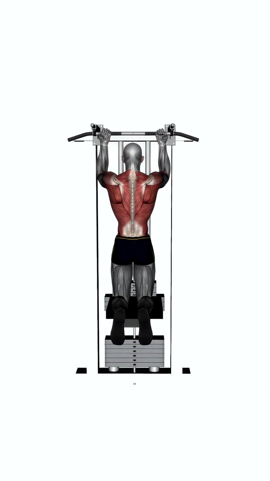 Assisted Chin Up Reverse Wide Grip