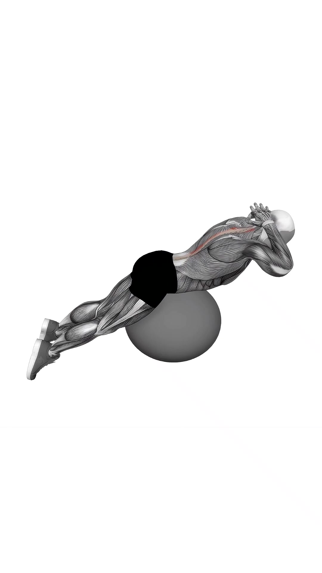 Back Extension On Exercise Ball