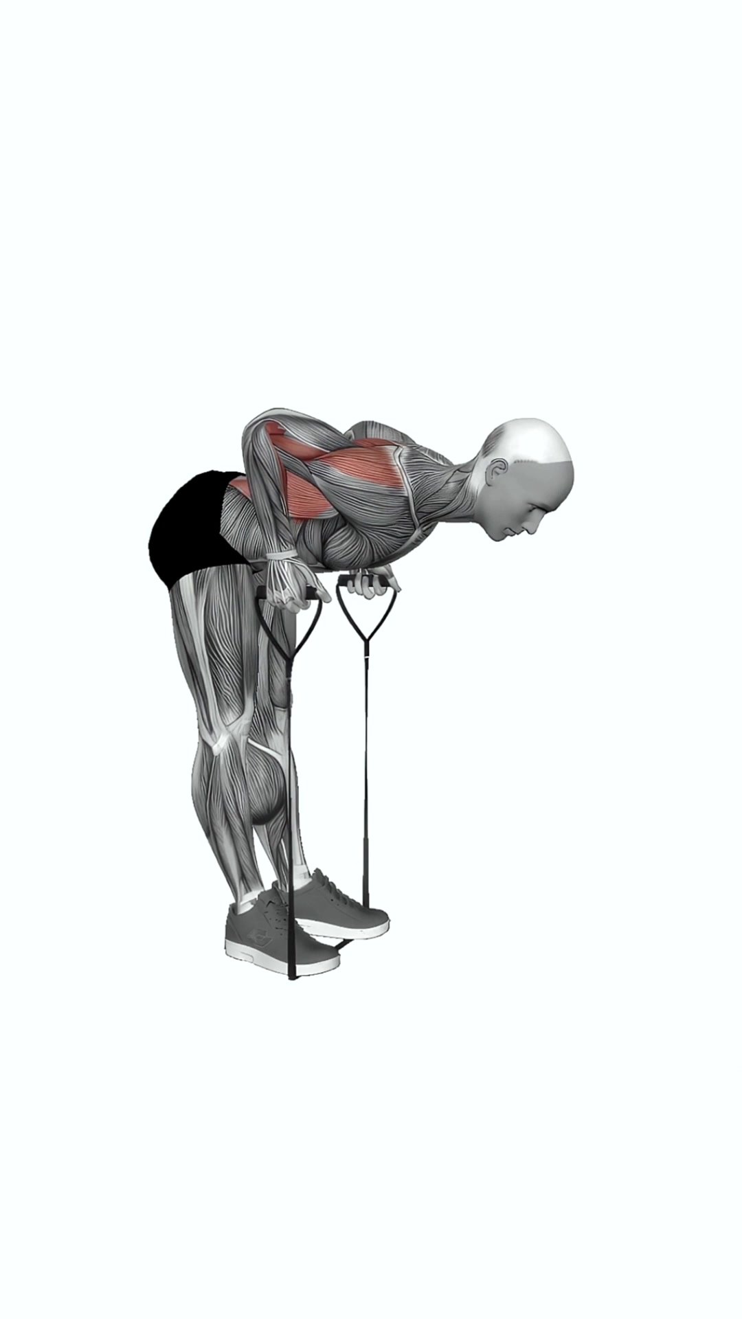 Band Bent-over Row