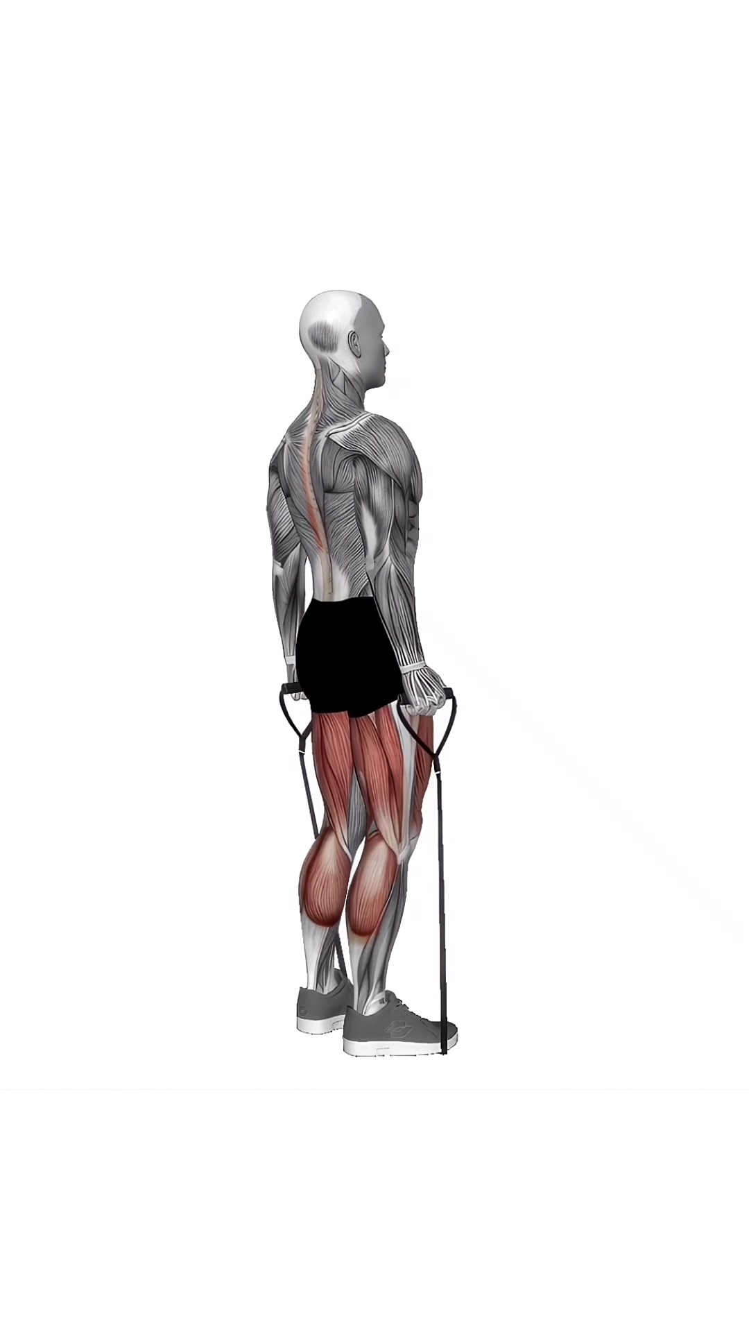 Band Deadlift