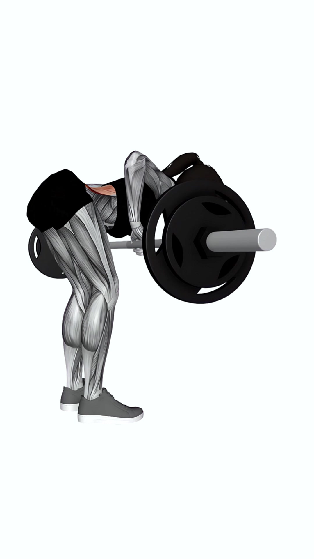 Barbell Bent Over Row