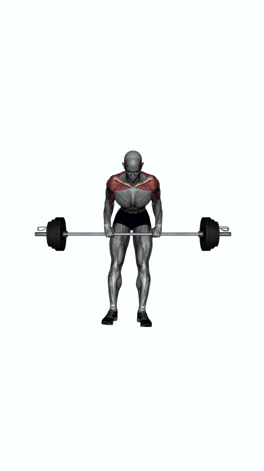 Barbell Bent Over Row Pronated Grip