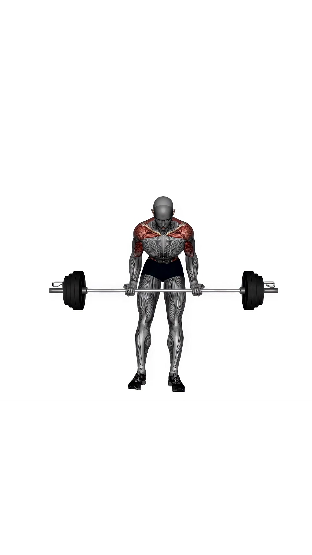 Barbell Bent Over Row Supinated Grip