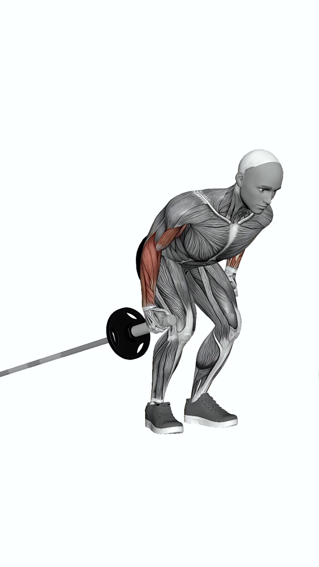 Barbell Long Landmine Row