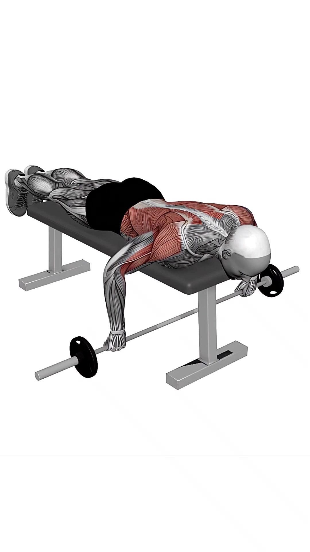 Barbell Lying Row
