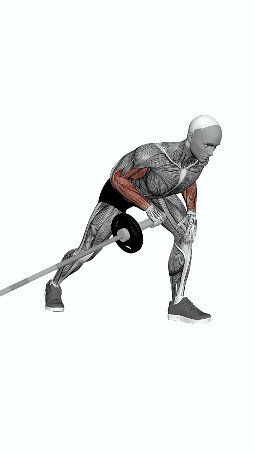 Barbell Meadows Row