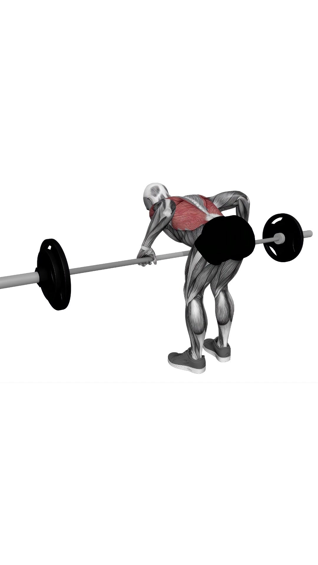 Barbell Pendlay Row