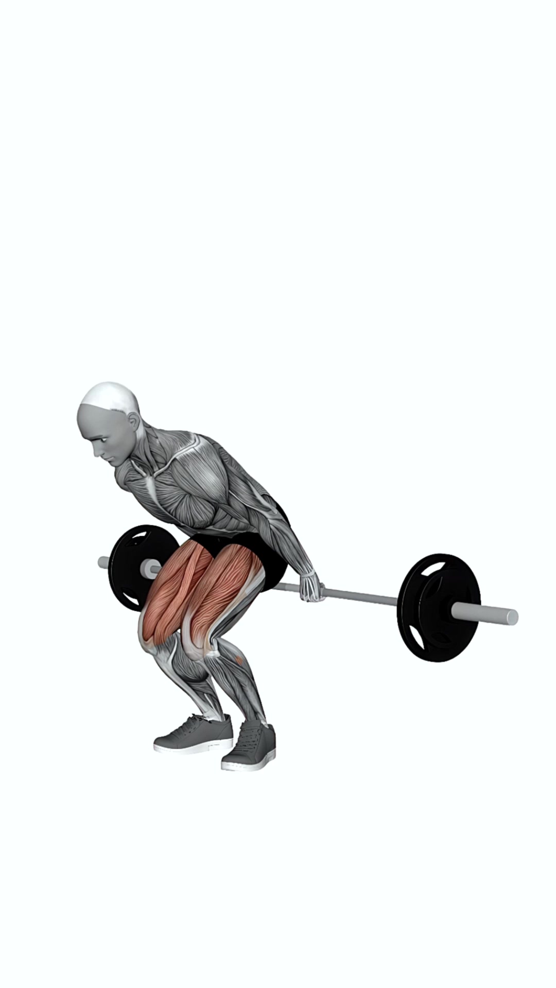 Barbell Reverse Deadlift
