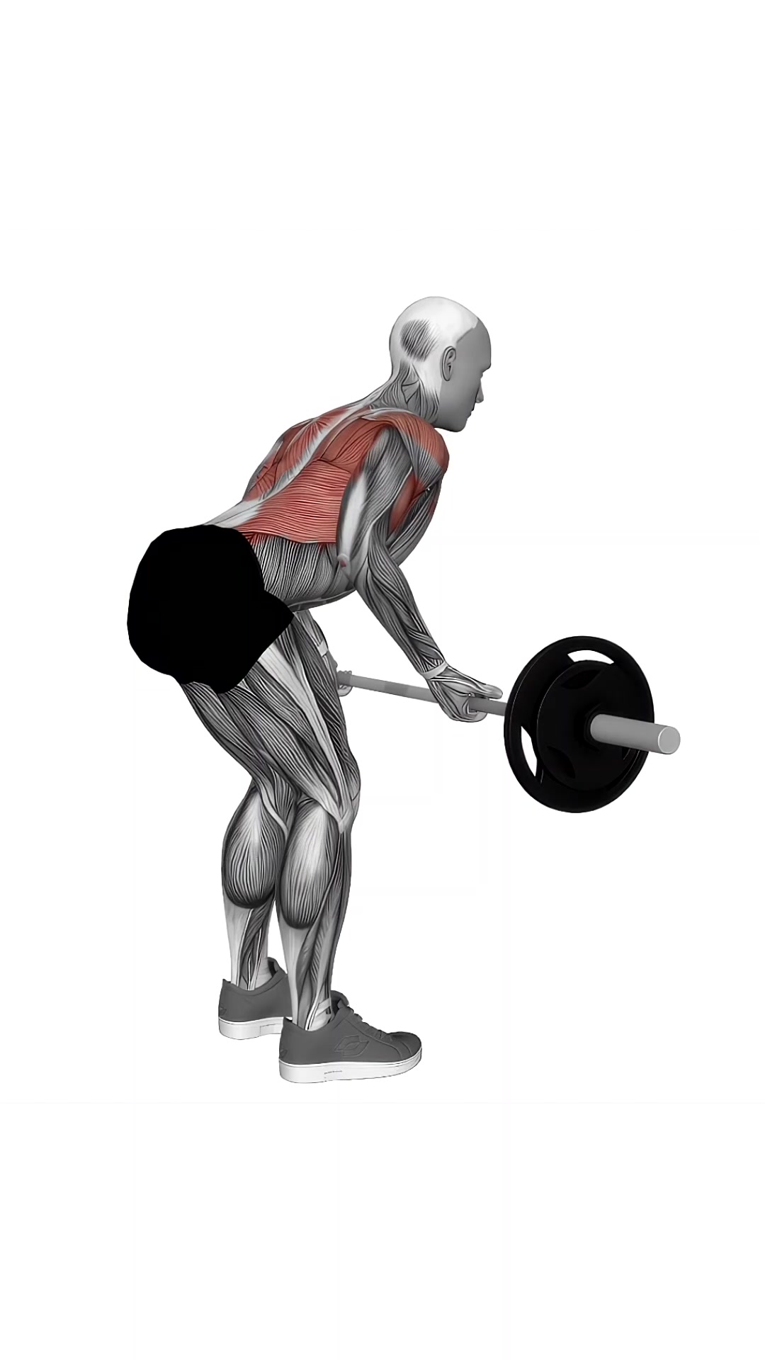 Barbell Reverse Grip Bent Over Row
