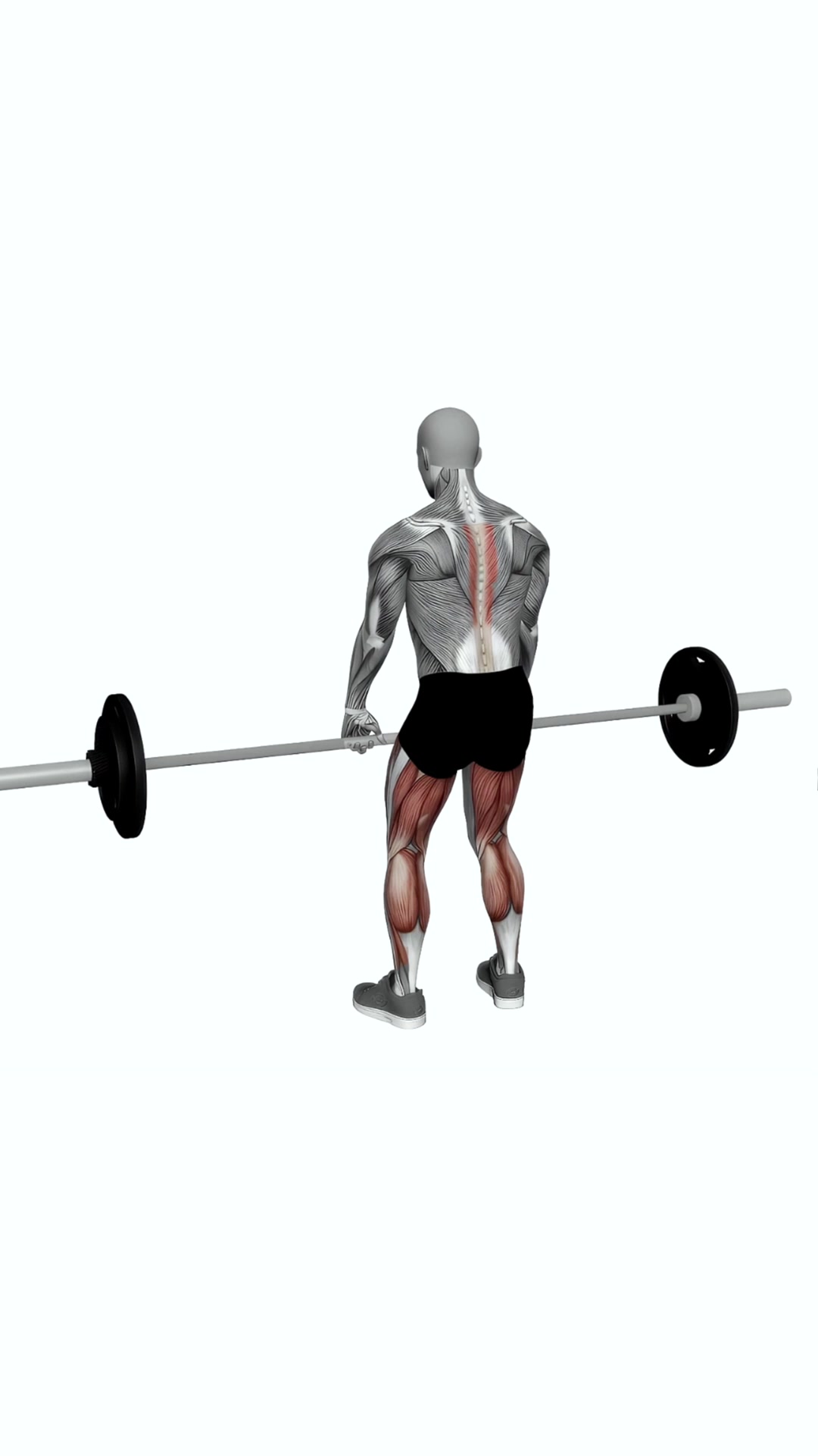 Barbell Romanian Deadlift
