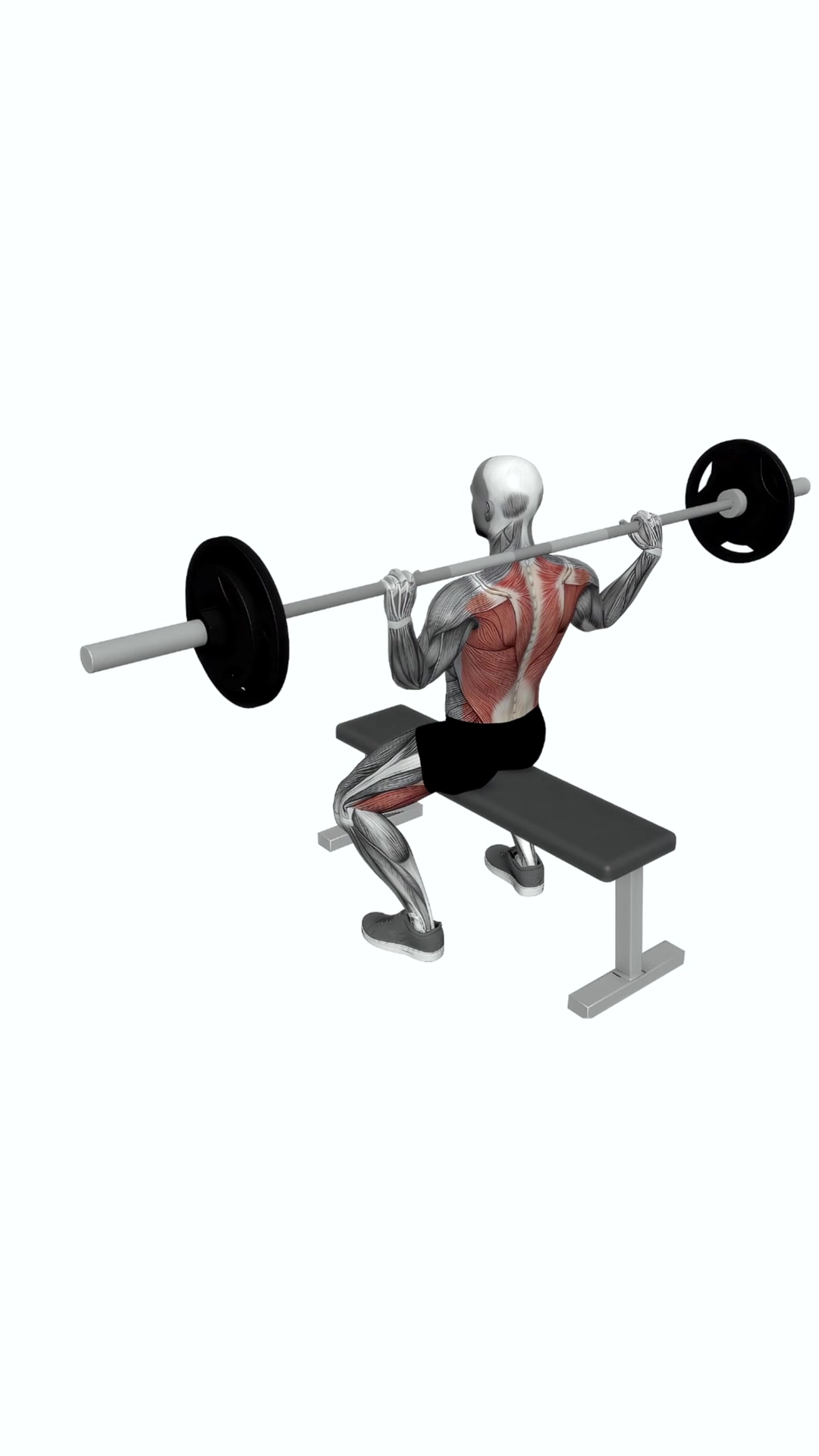 Barbell Seated Good Morning