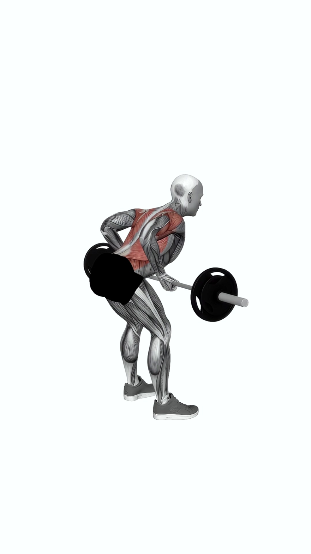 Barbell Underhand Bent Over Row