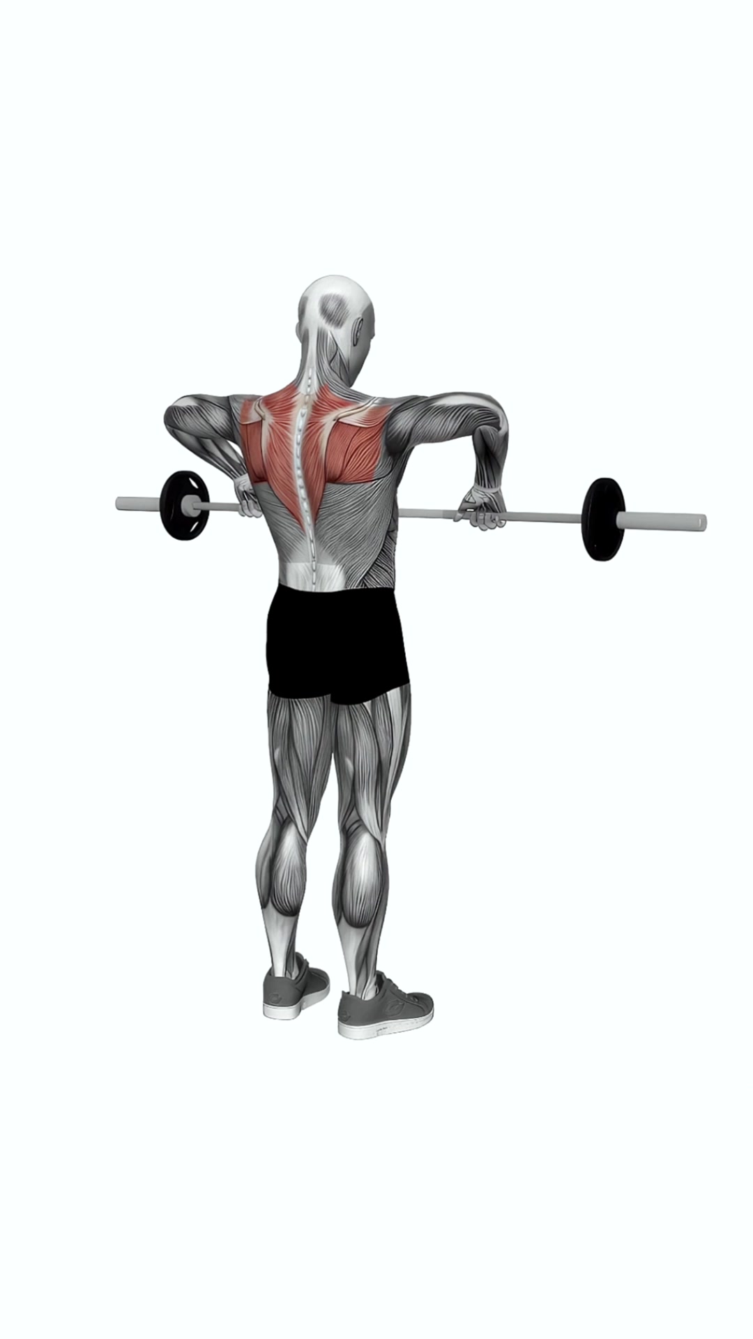 Barbell Upright Row