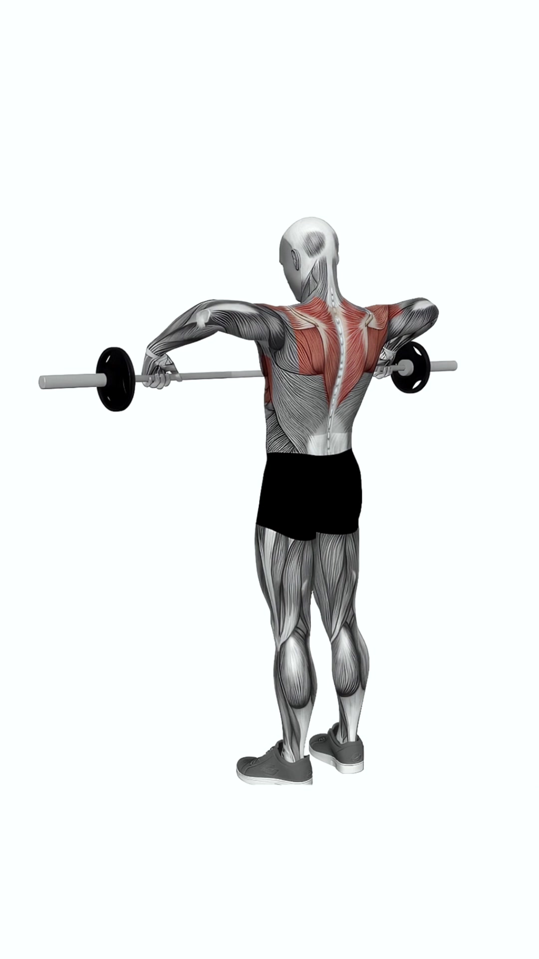 Barbell Wide Grip Upright Row