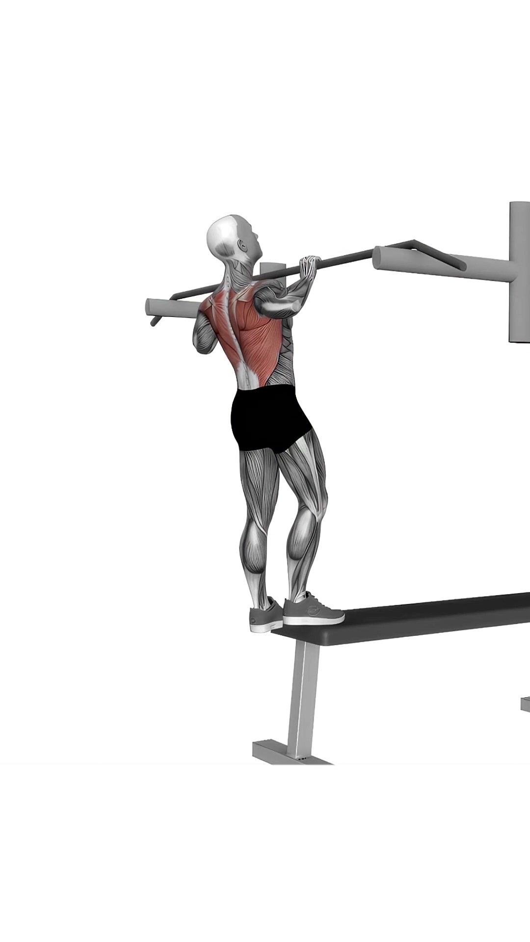 Bench Pull-ups