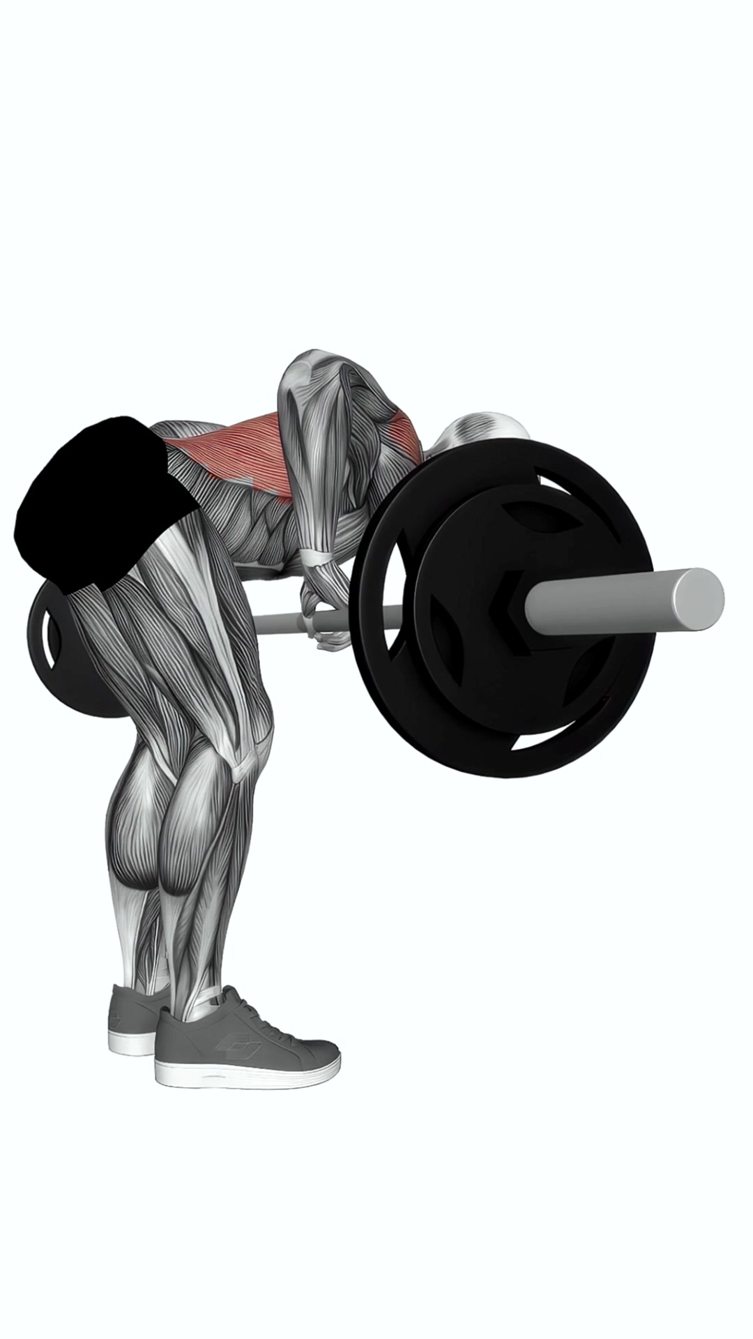 Bent Over Barbell Row