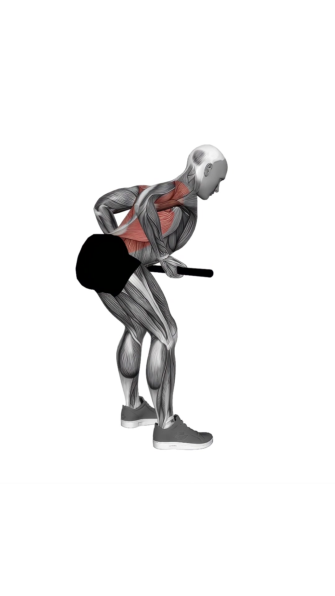 Bent-over Row With Bar