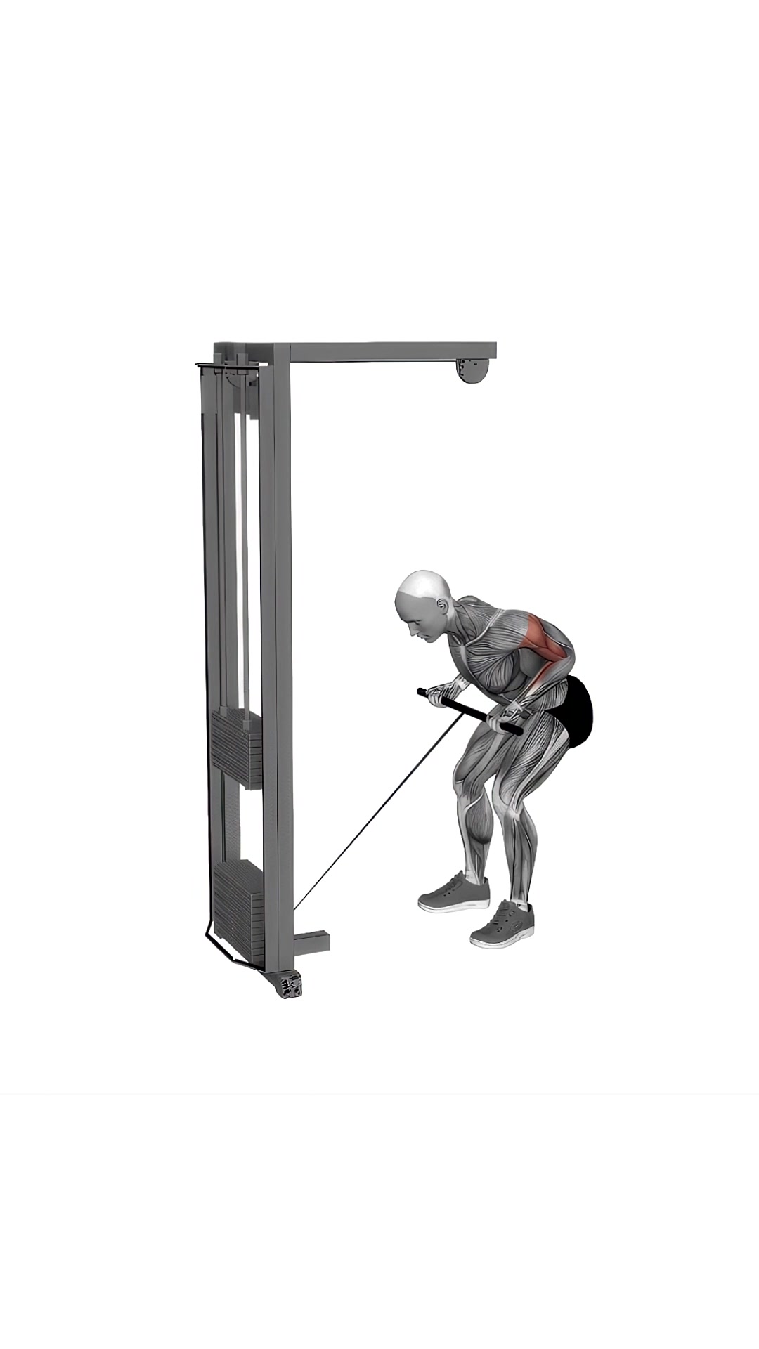 Cable Bent Over Reverse Grip Row