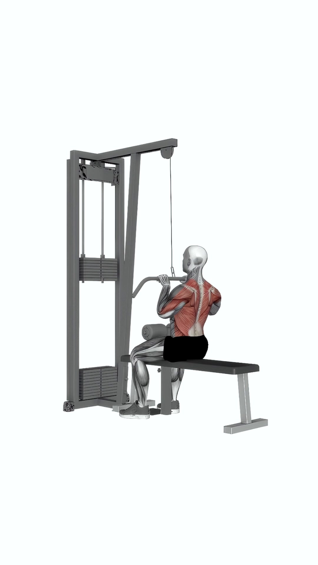 Cable Close Grip Front Lat Pulldown