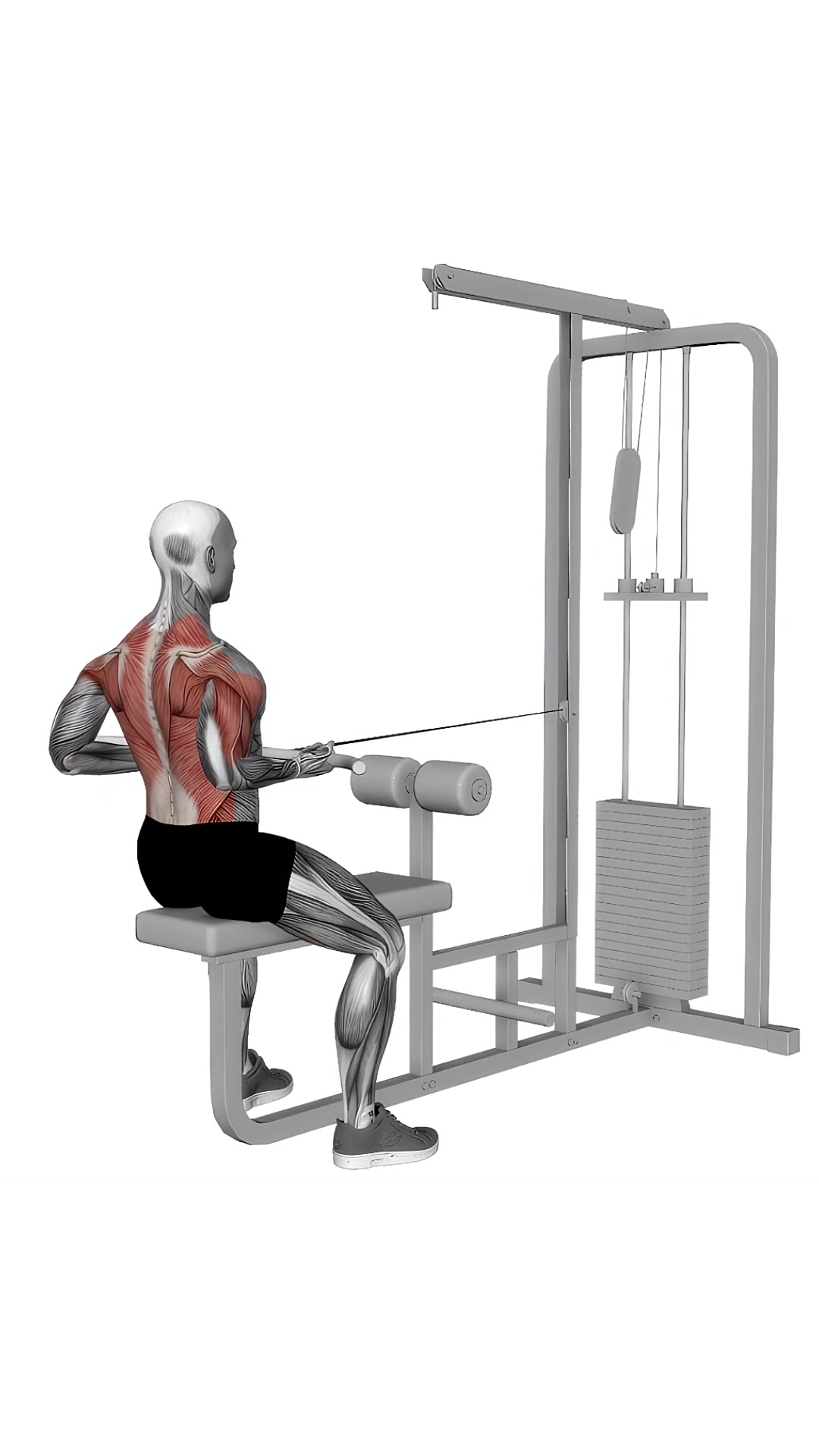 Cable Seated Supine Grip Row