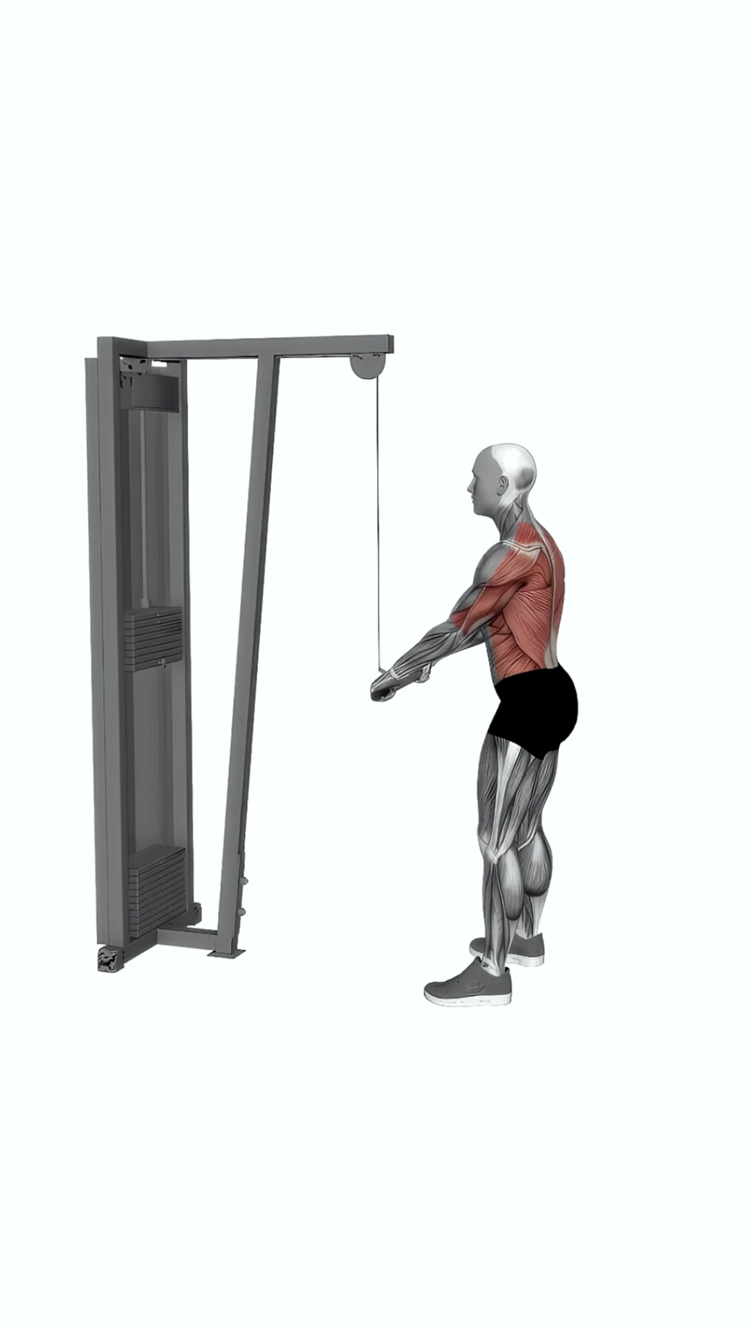 Cable Straight Arm Pulldown