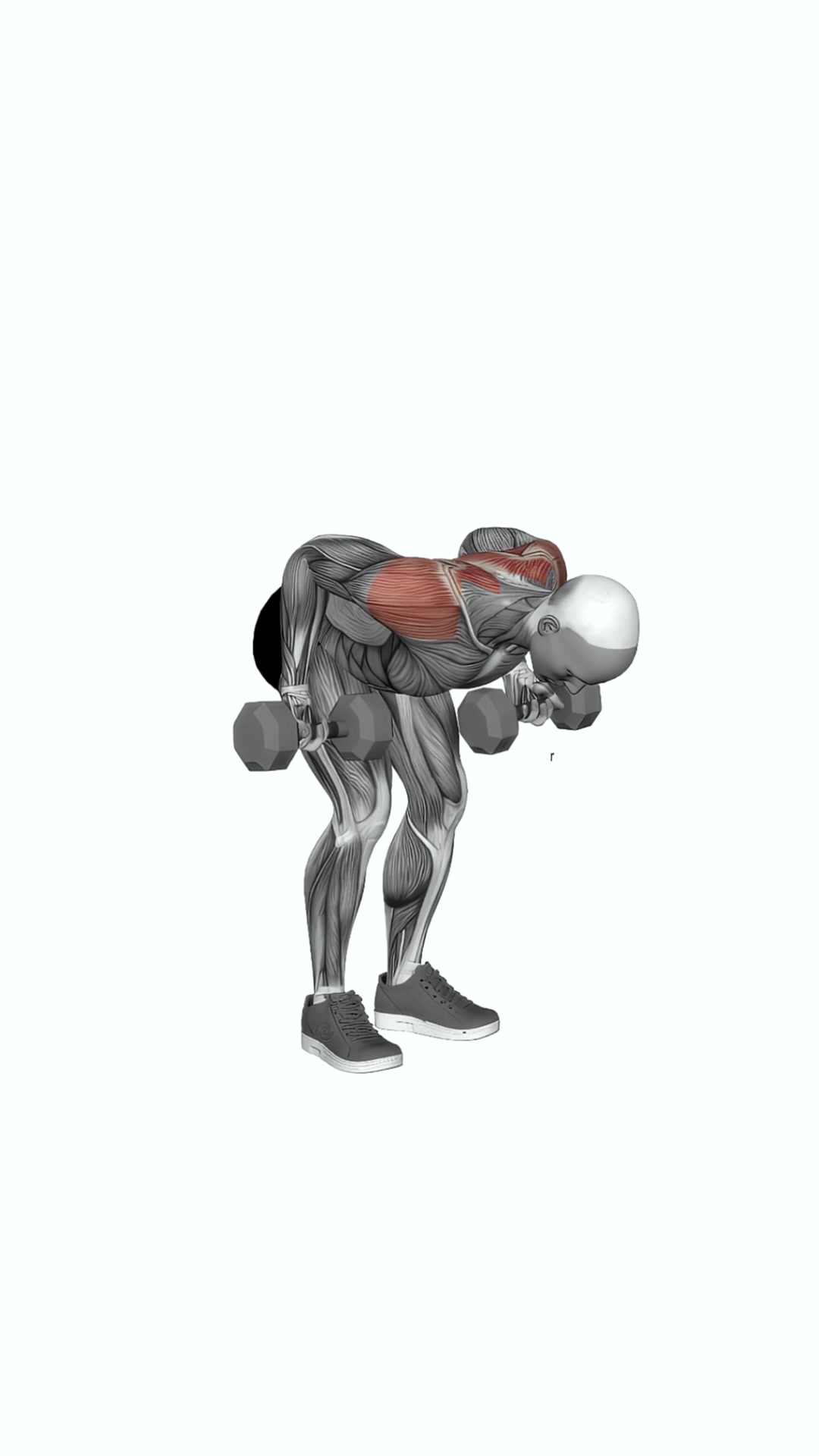 Dumbbell Bent-over Reverse Row