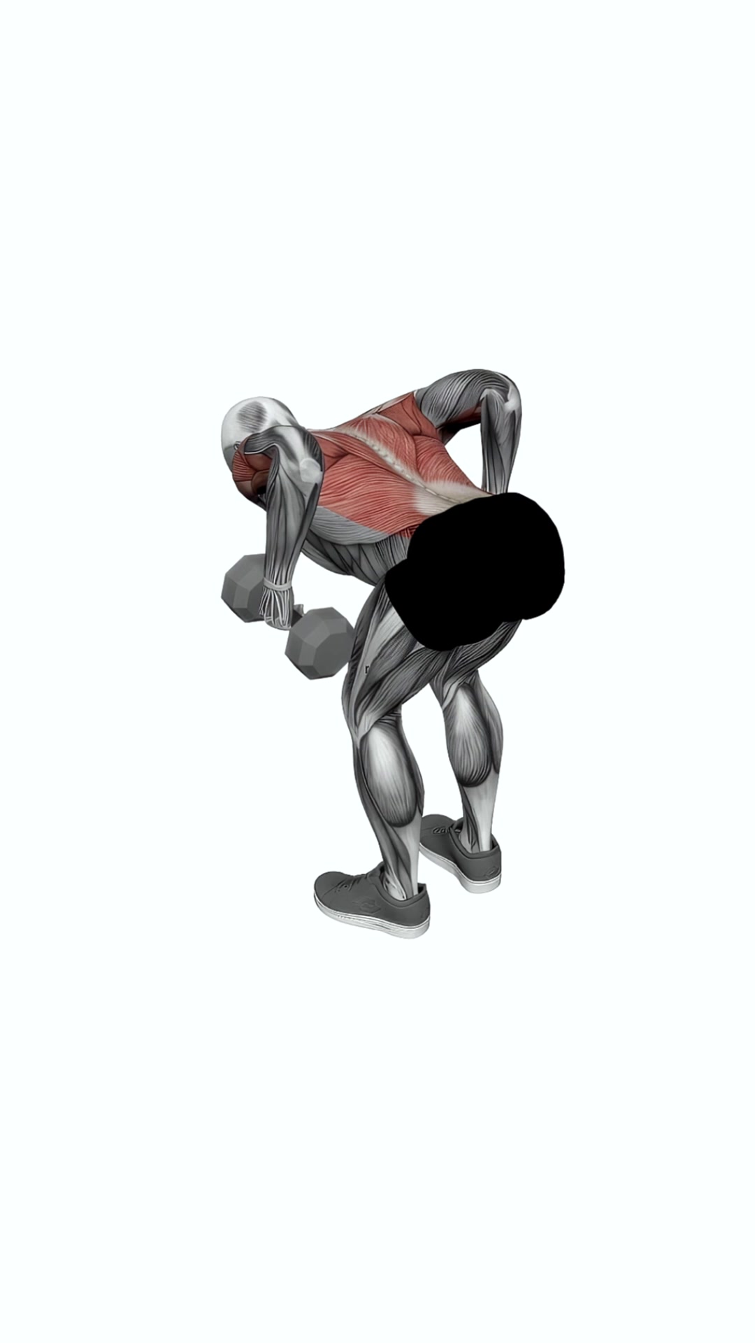 Dumbbell Bent-over Row