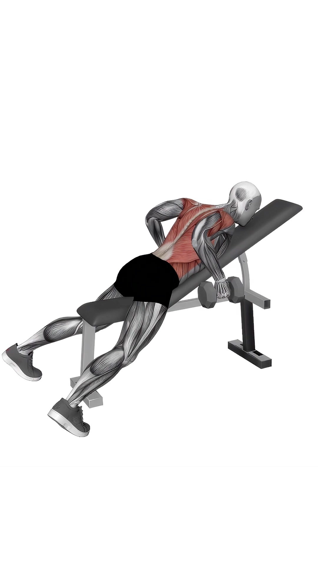 Dumbbell Hammer Grip Incline Bench Two Arm Row