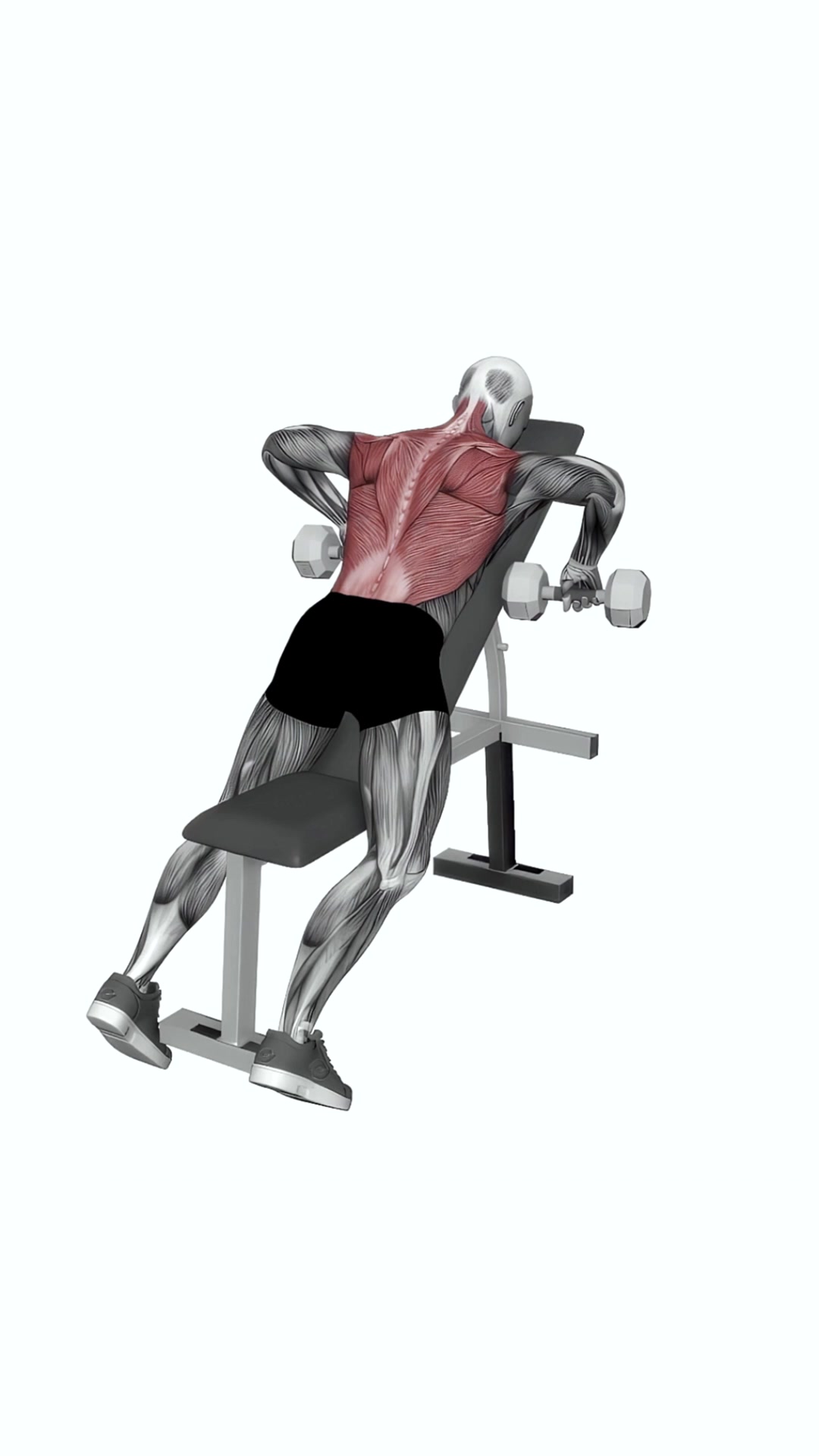 Dumbbell Incline Row