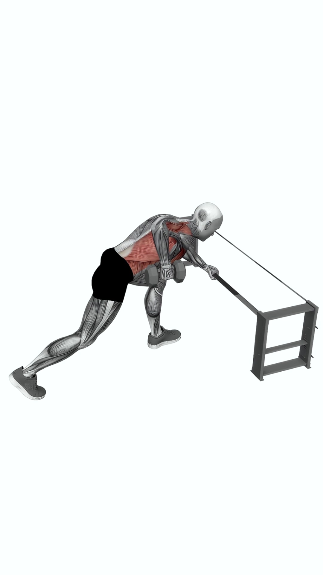 Dumbbell One Arm Row (rack Support)