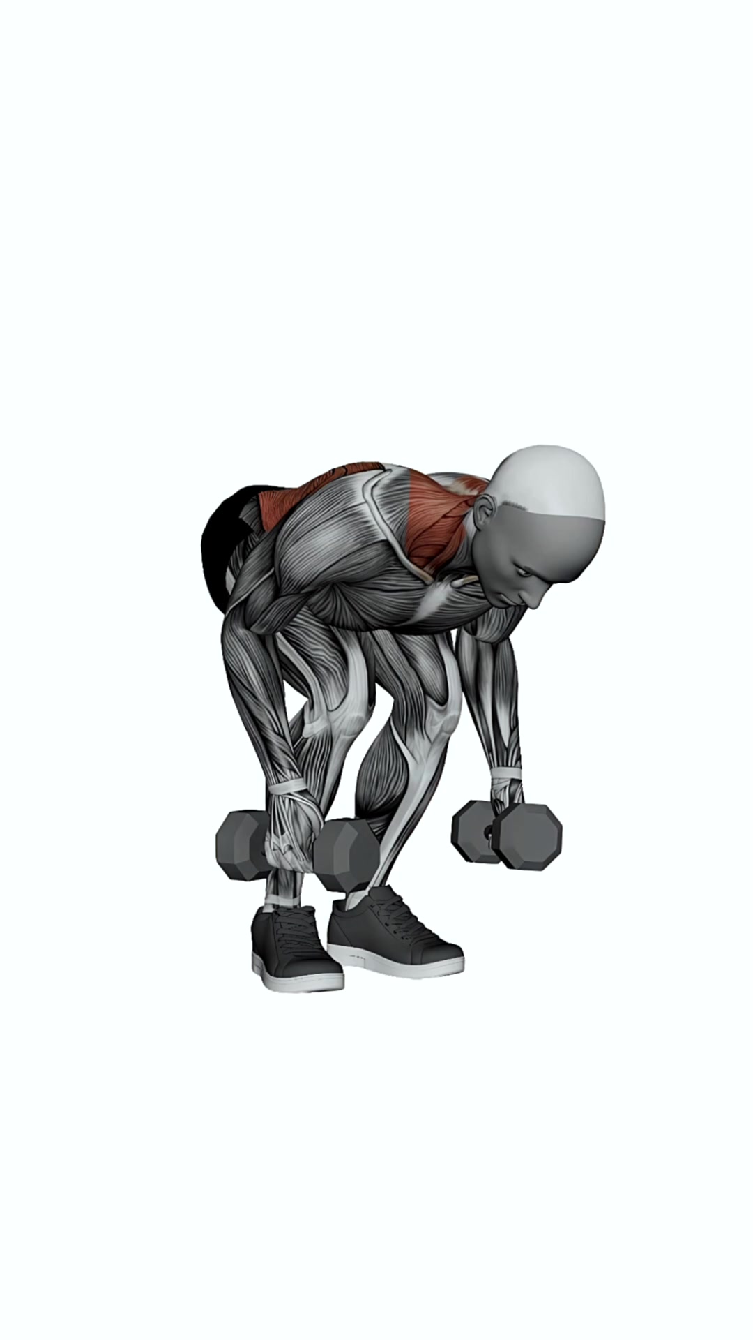 Dumbbell Pendlay Row