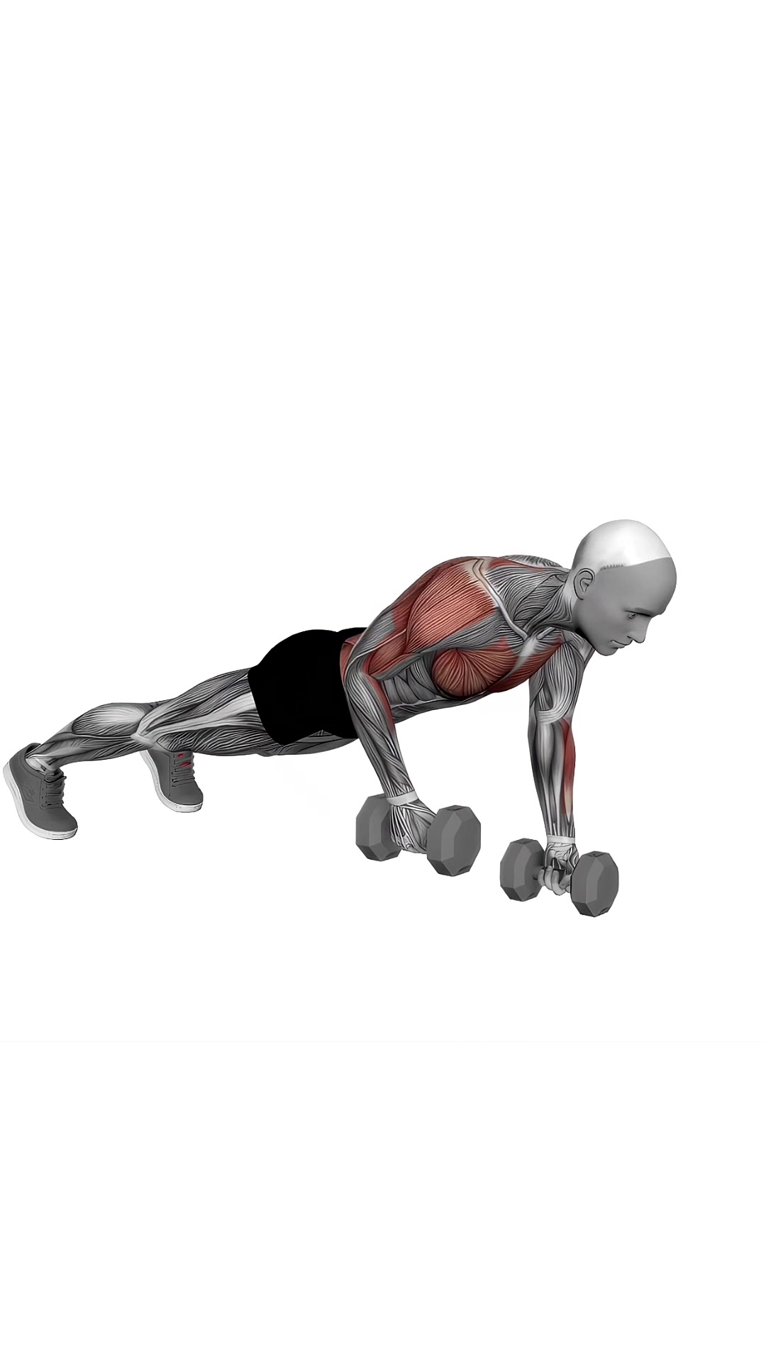 Dumbbell Renegade Row