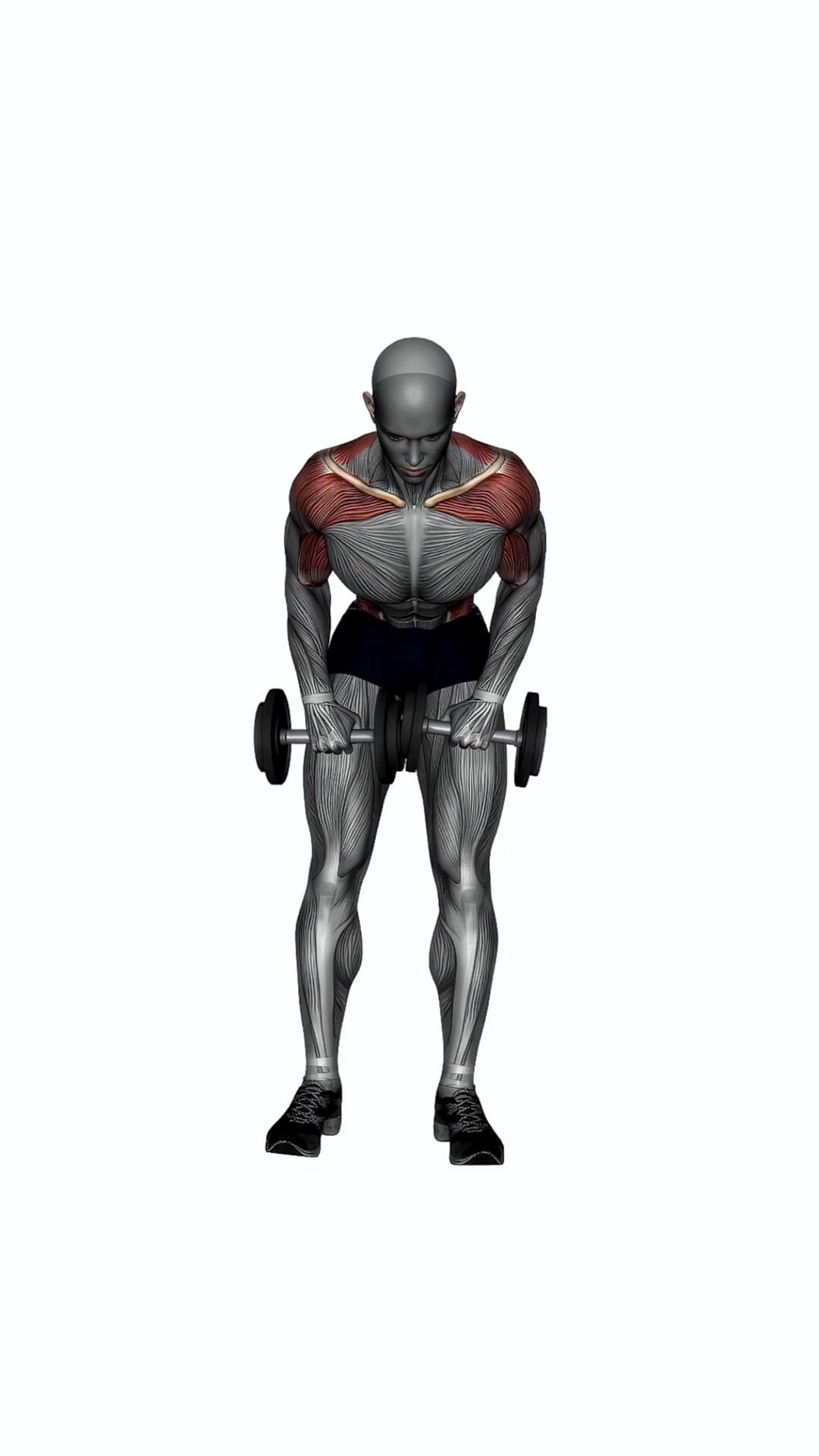 Dumbbells Bent Over Row Pronated Grip