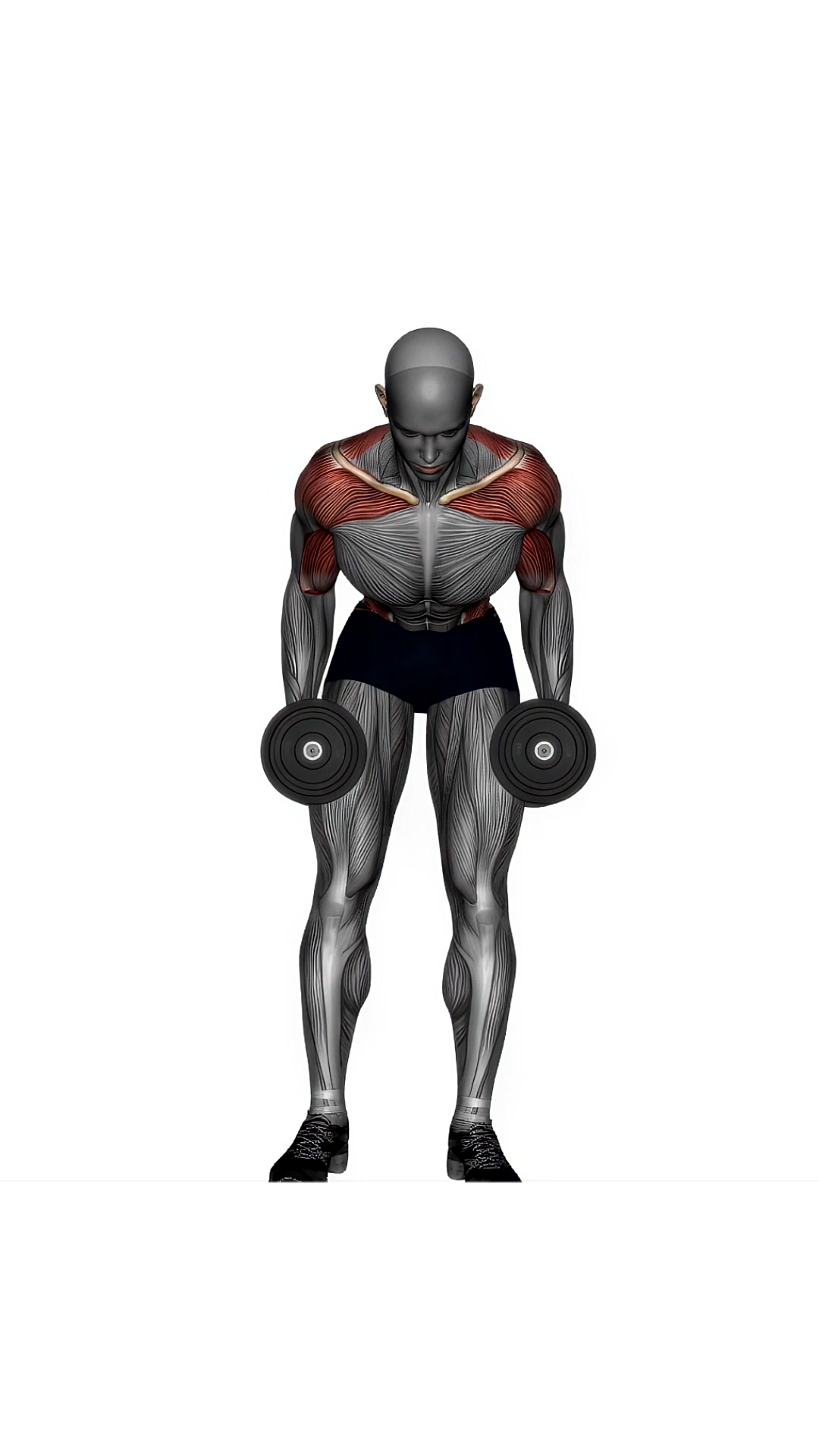 Dumbbells Bent Over Row