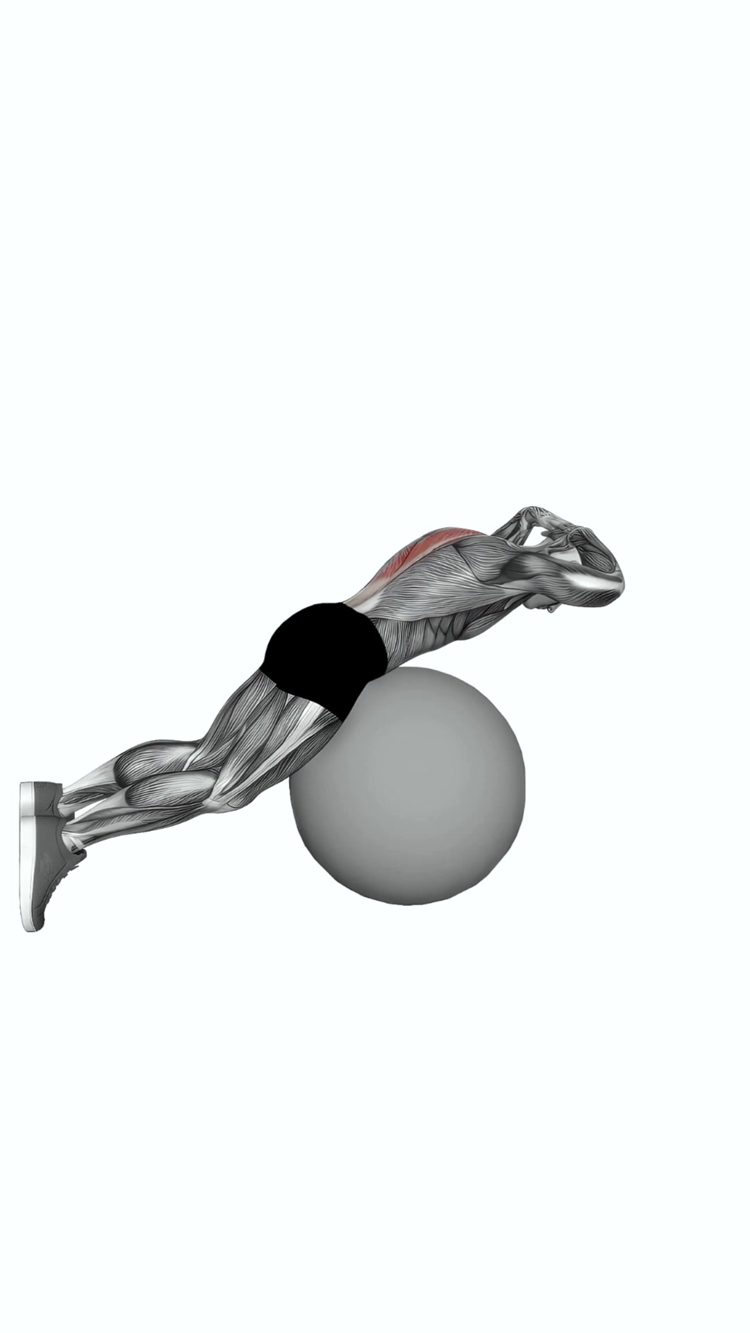 Exercise Ball Back Extension With Hands Behind Head