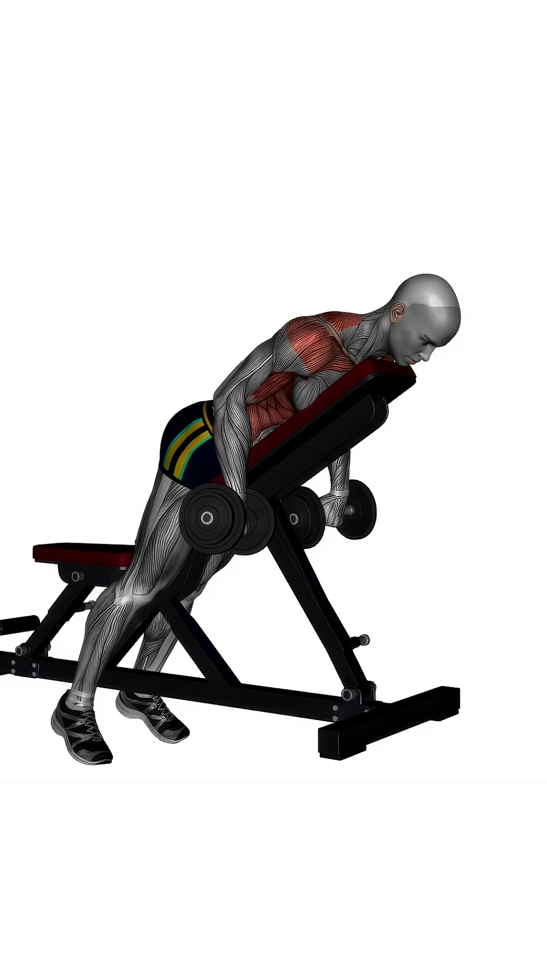 Prone Bench Row Dumbbells Pronated Grip