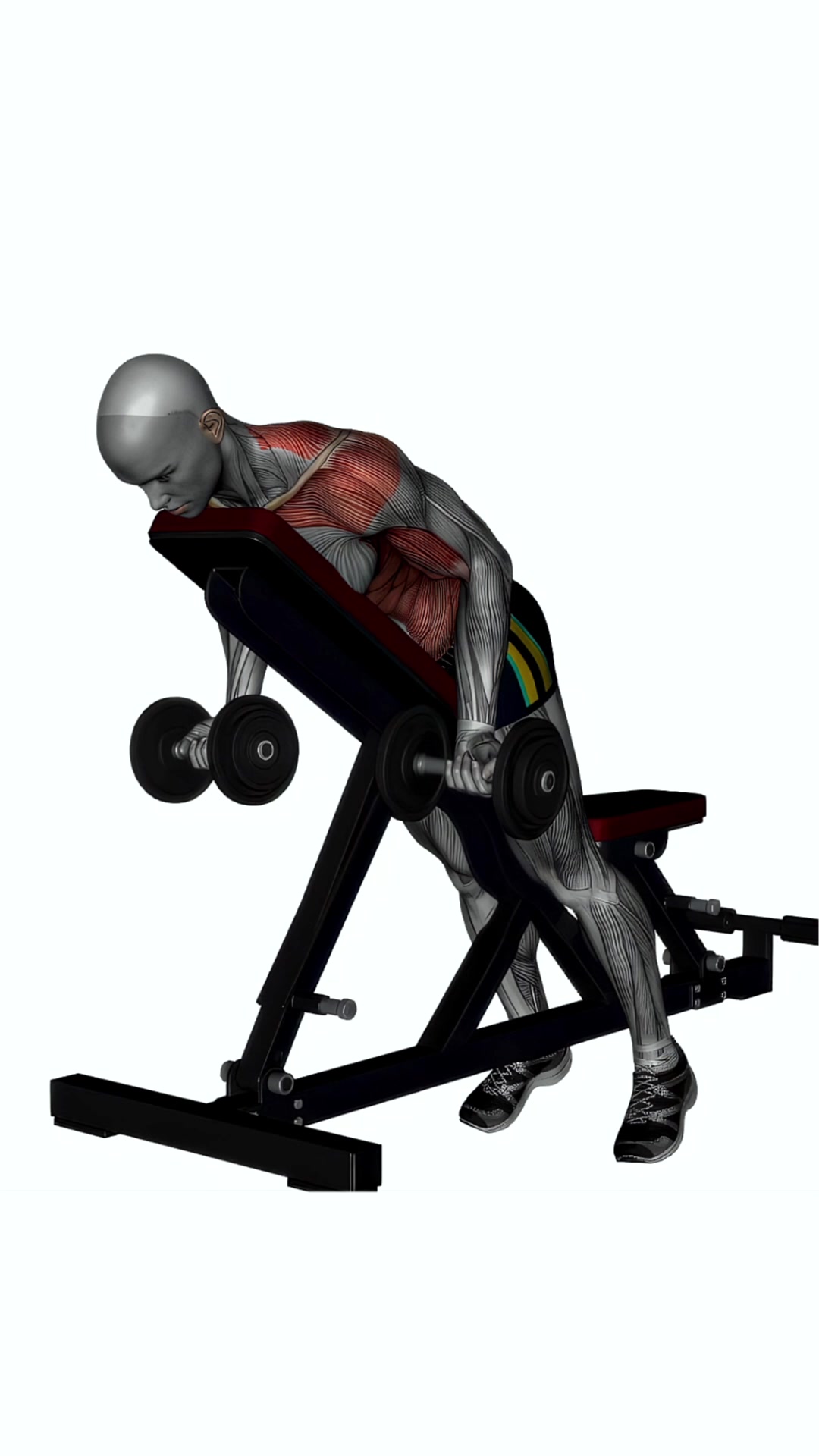 Prone Bench Row Dumbbells Supinated Grip