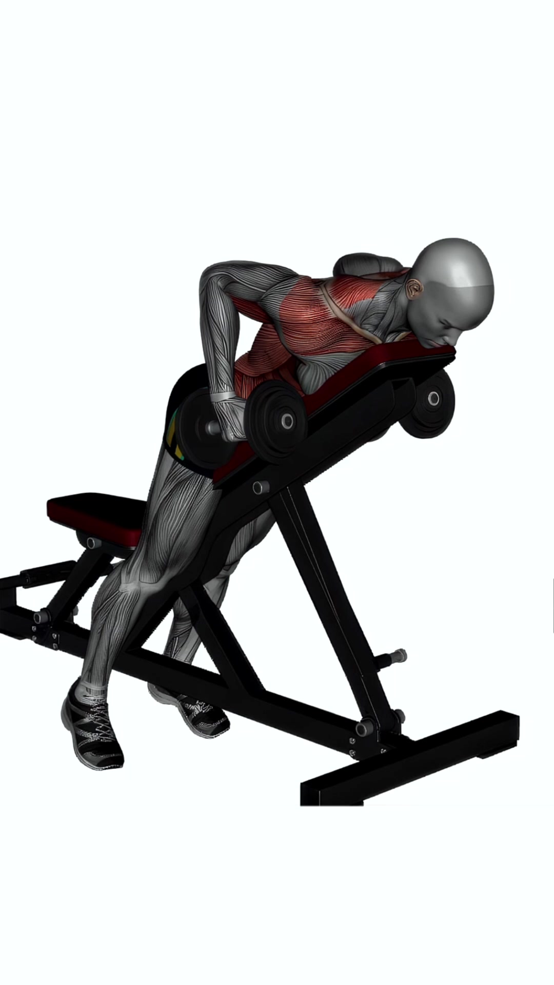 Prone Bench Row Dumbbells