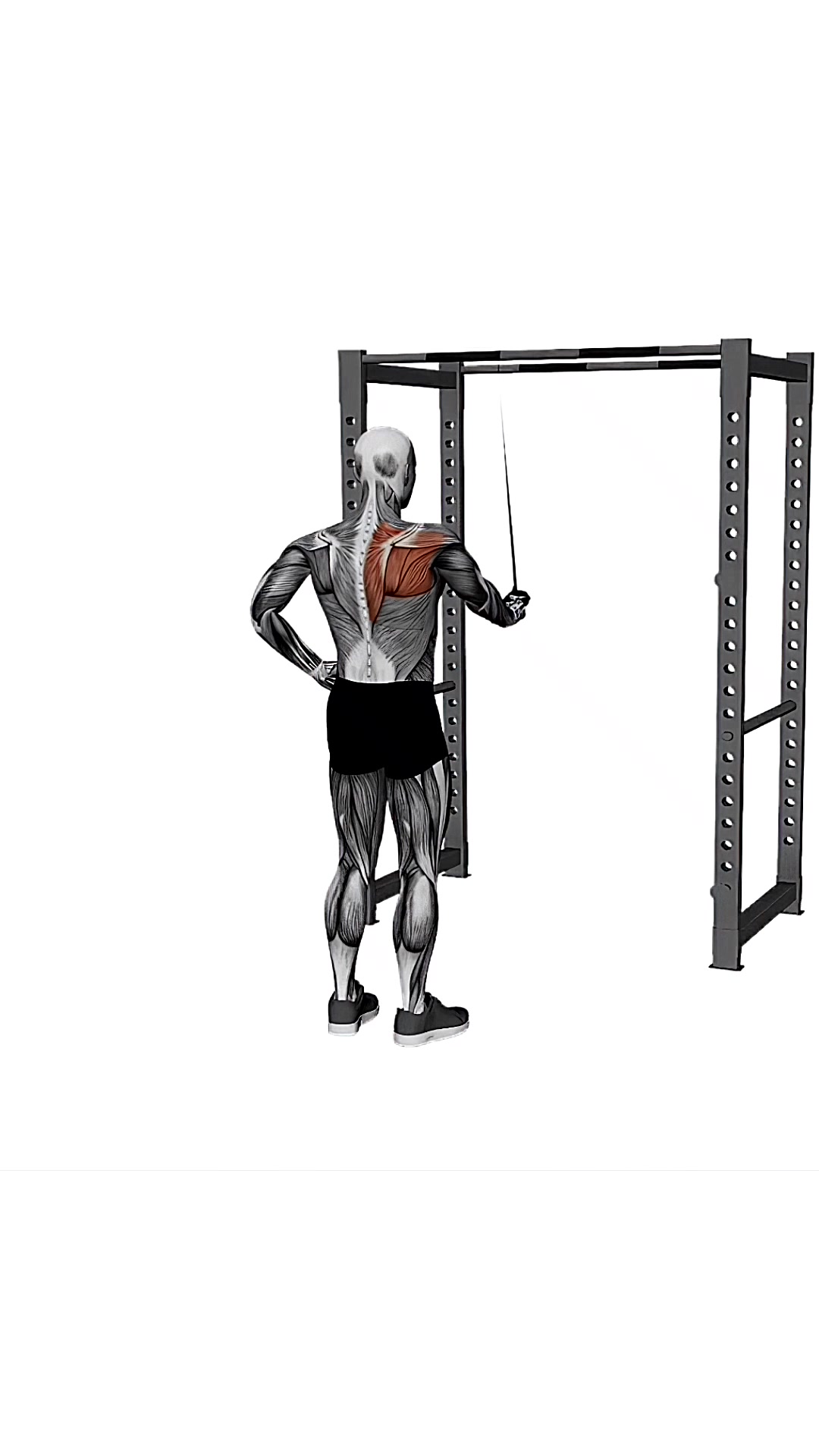 Resistance Band Cross Body Single Straight Arm Supinated Pulldown