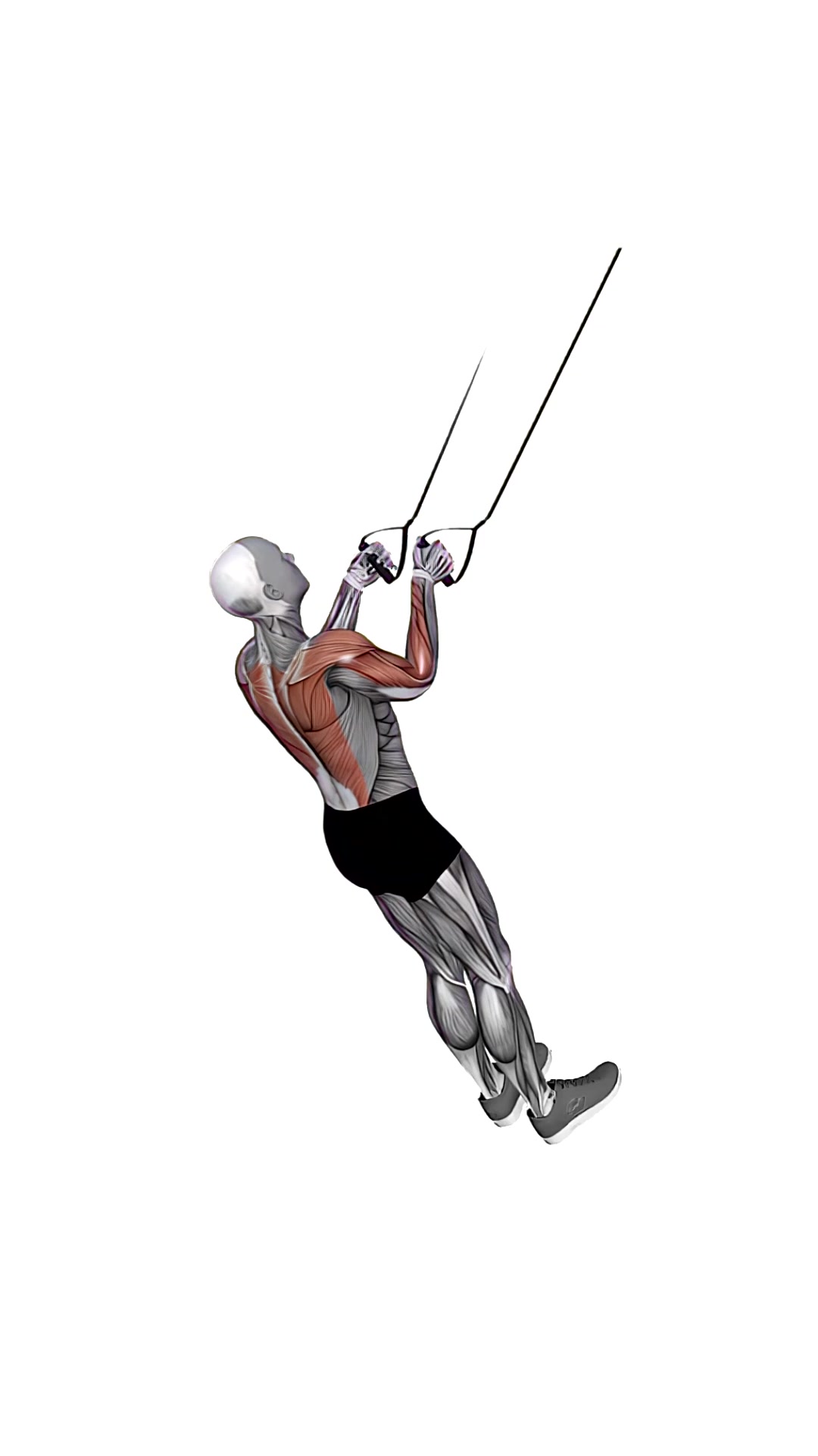Suspension Trainer With Grips High Row