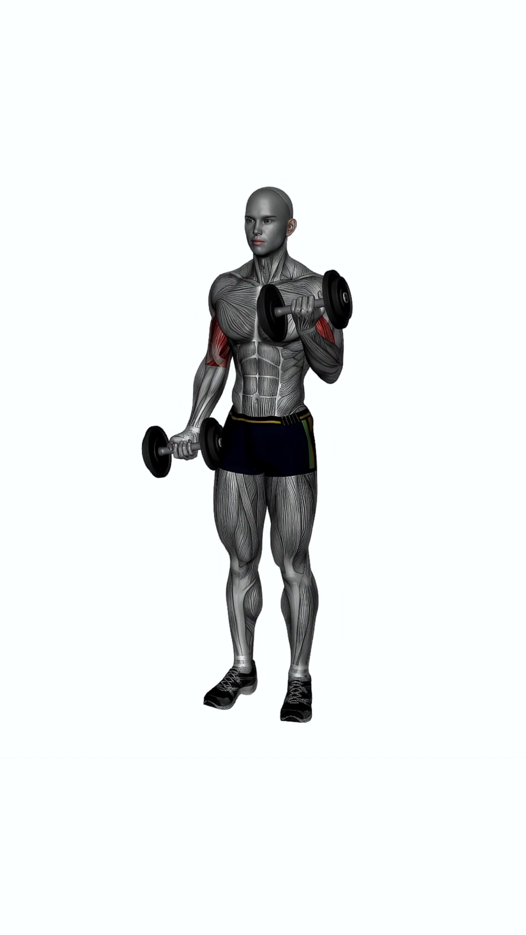 Alternate Bicep Curl Standing Dumbbells