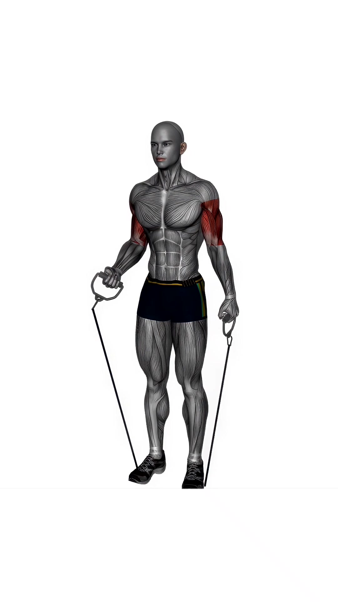 Alternate Biceps Curl Resistance Band