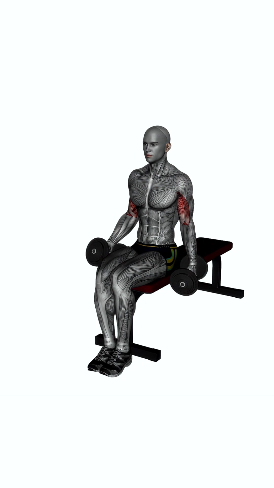 Alternate Hammer Curl Seated Dumbbells