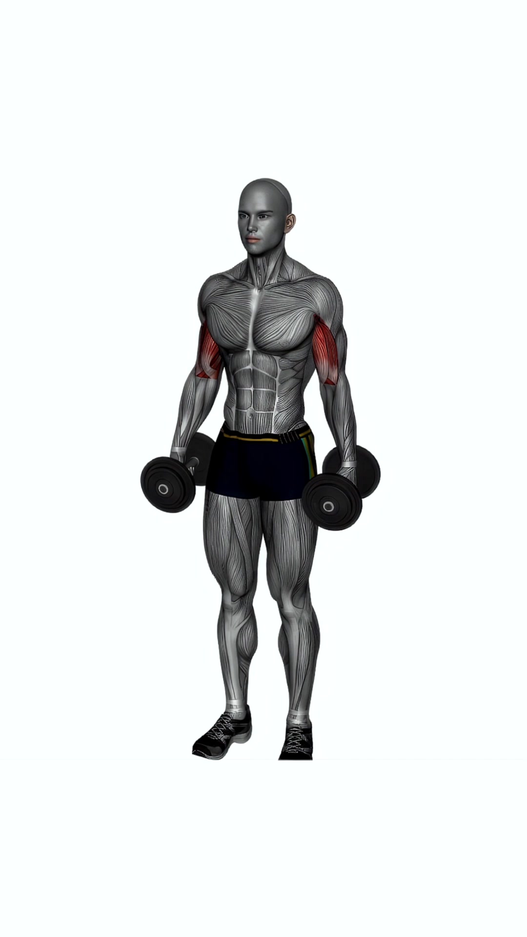 Alternate Hammer Curl Standing Dumbbells